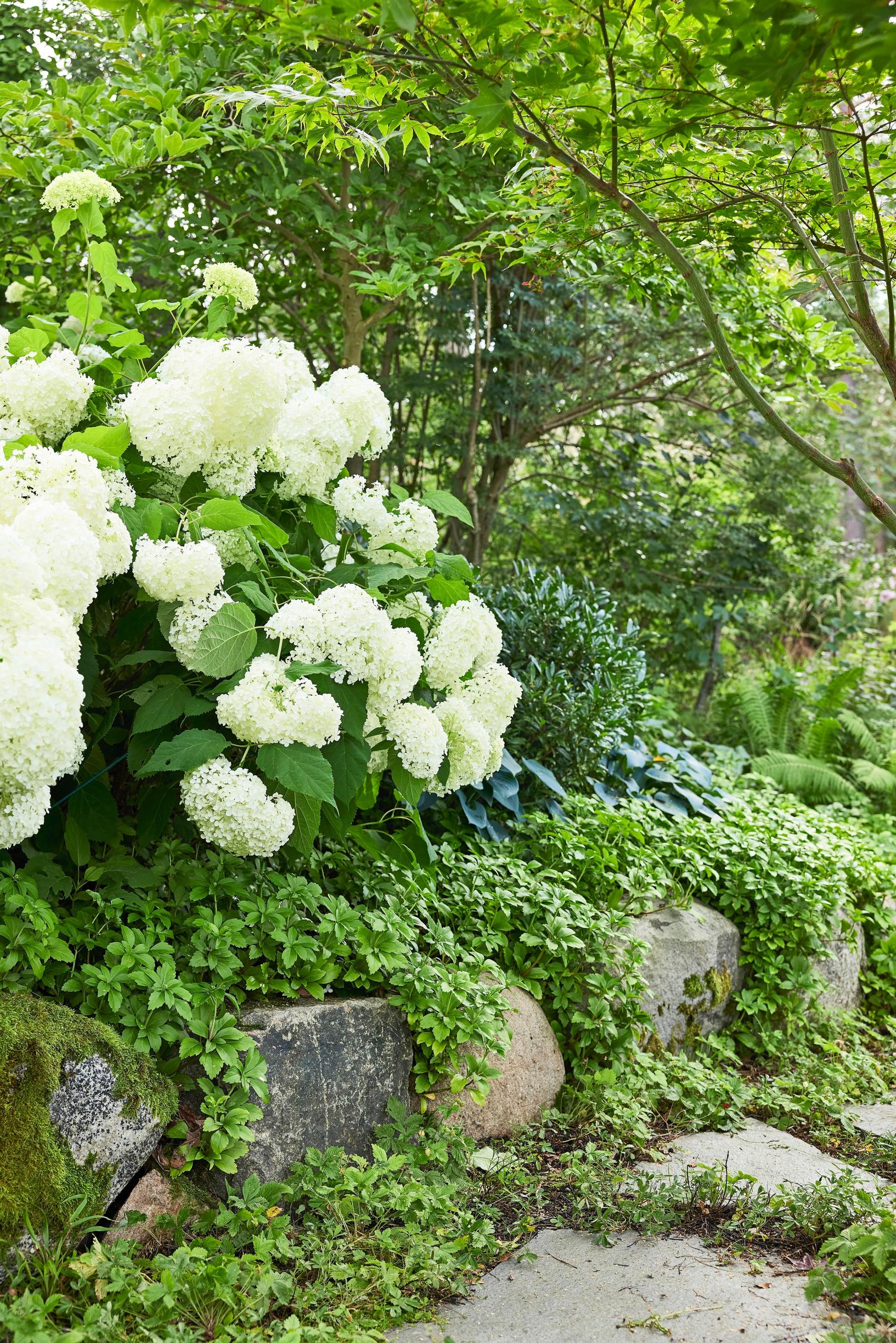 Moosegarden: muurilta valuu varjoyrtti ‘Green Carpet’, polulla kasvaa vitinärvänä 'Nuuk', joka on aiemmin tunnettu grönlanninhanhikkina. Pengerryksen päällä kukkii pallohortensia ‘Annabelle’, ja polun ylle kaartuu 'Osakazuki'- japaninvaahtera.