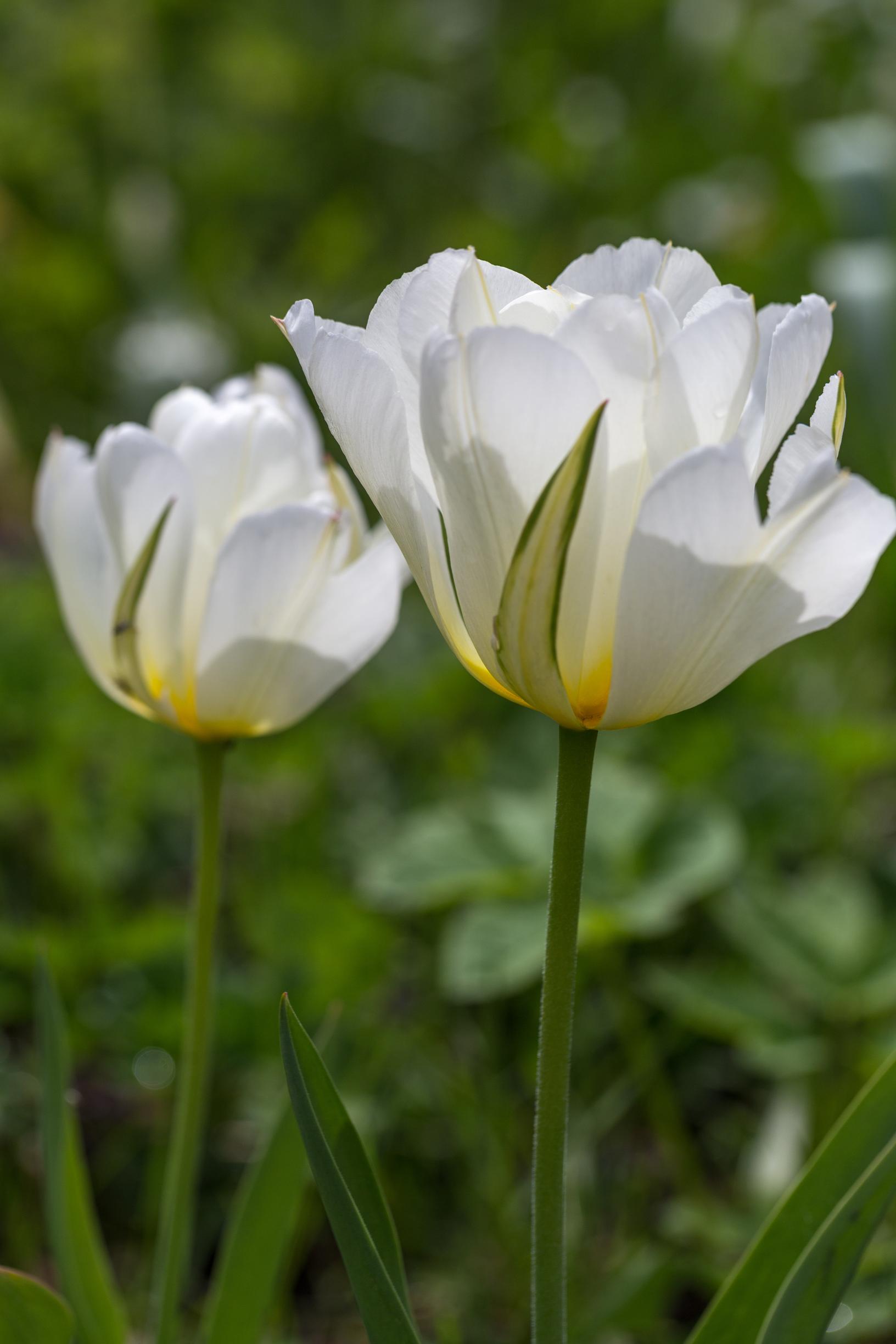 Tulppaani 'Exotic Emperor'