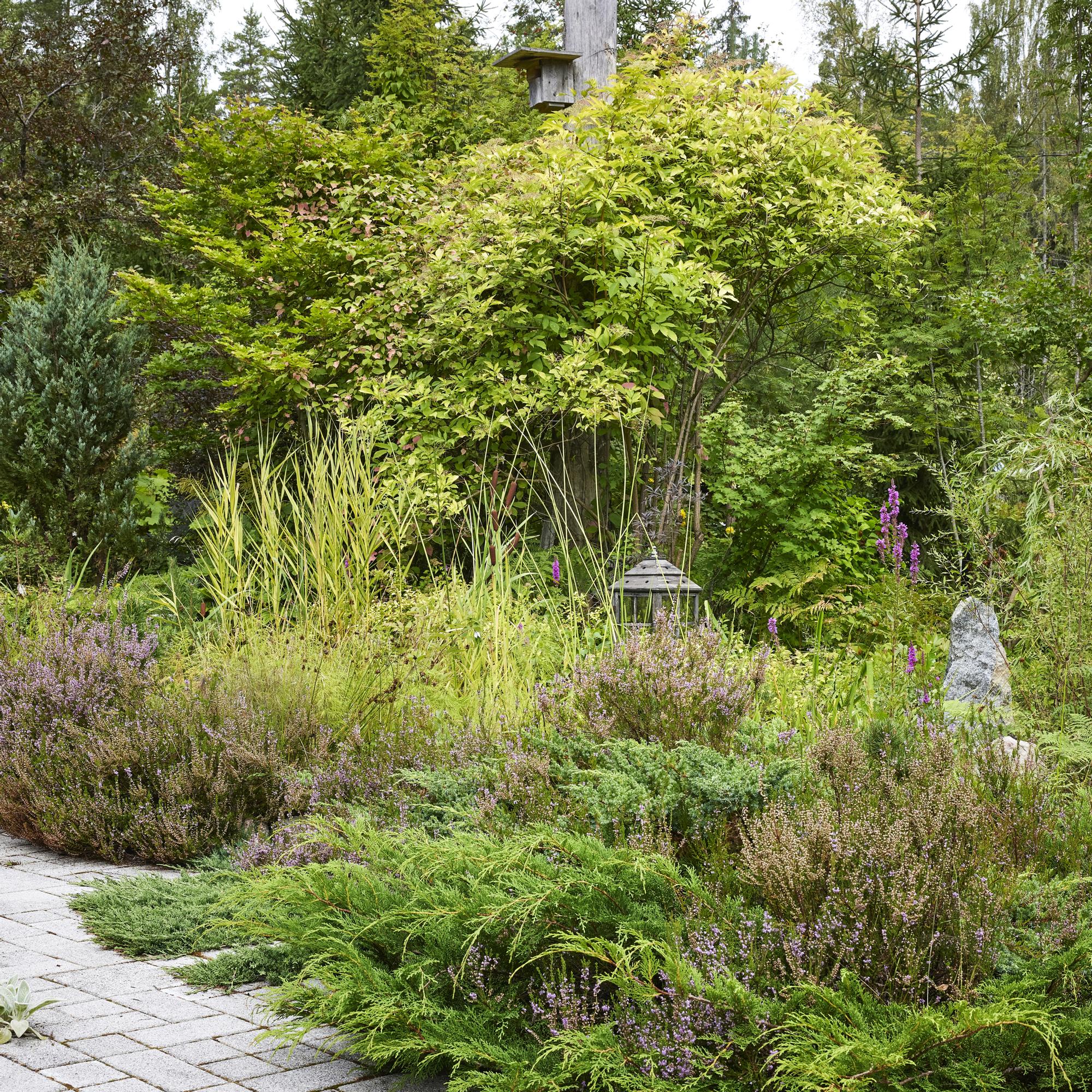 Maisemasuunnittelijan mökkipihan esikuvana on luonto: ”Ihmettelen ajatusta, että luonnonkasvi on rikkaruoho ja vain taimistosta ostettu arvokas”