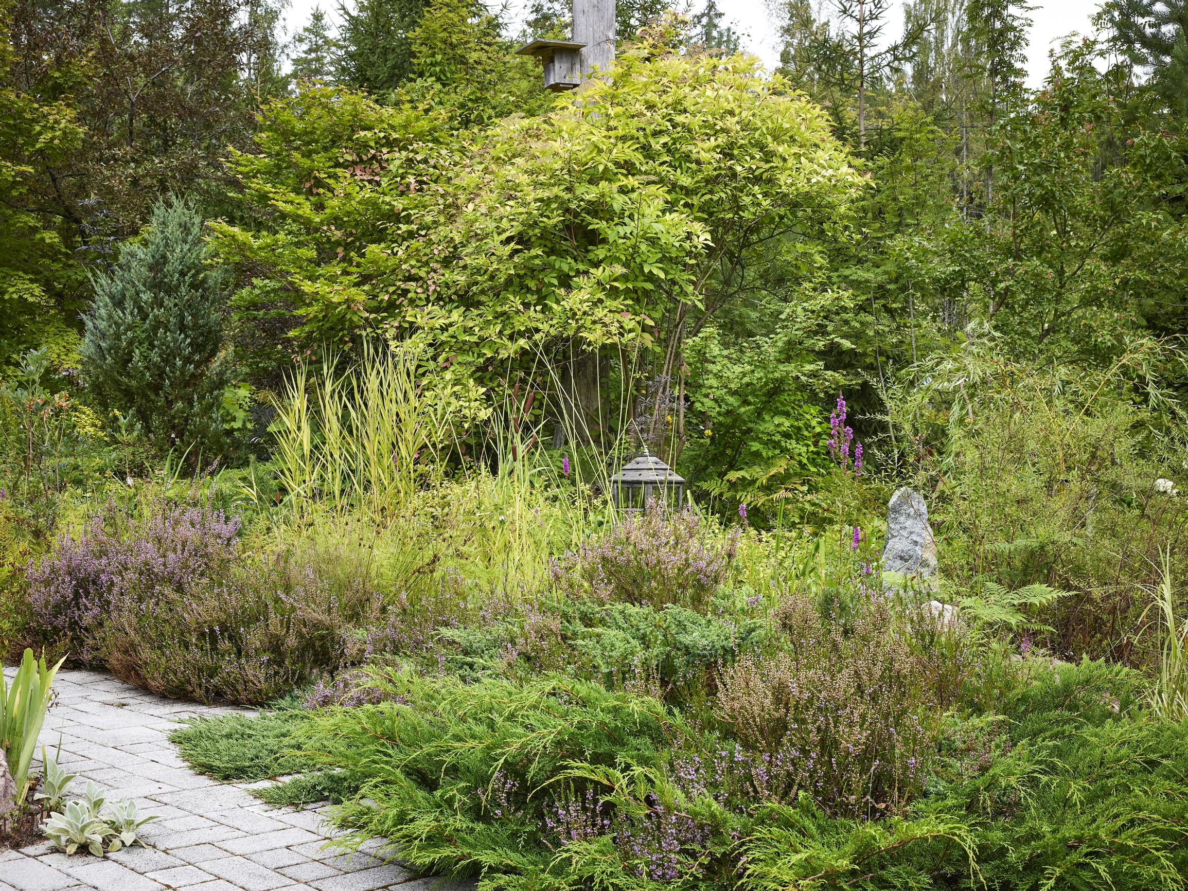 Maisemasuunnittelijan mökkipihan esikuvana on luonto: ”Ihmettelen ajatusta, että luonnonkasvi on rikkaruoho ja vain taimistosta ostettu arvokas”
