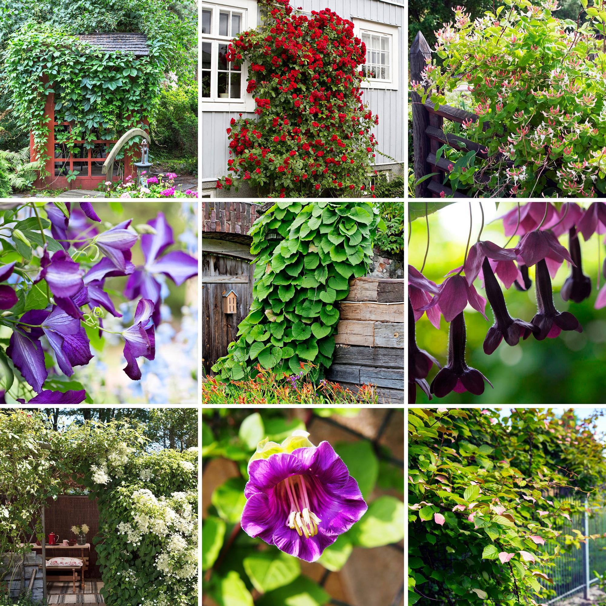 Nyt kruunataan köynnöksistä kaunein! Äänestä suosikkiasi ja katso, miten muut ovat äänestäneet