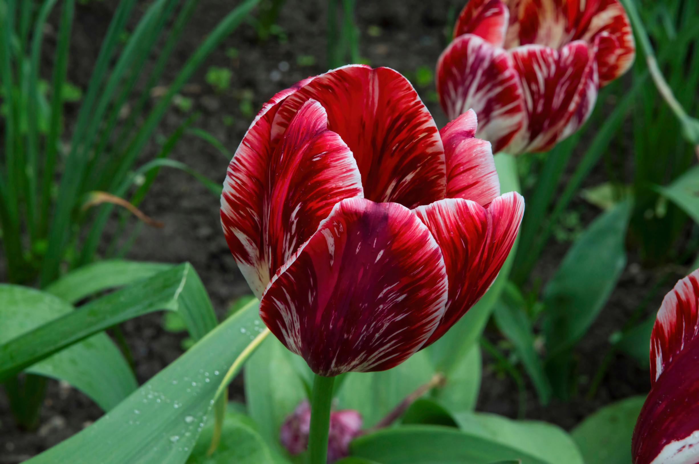 tulppaani ’Zomerschoon’