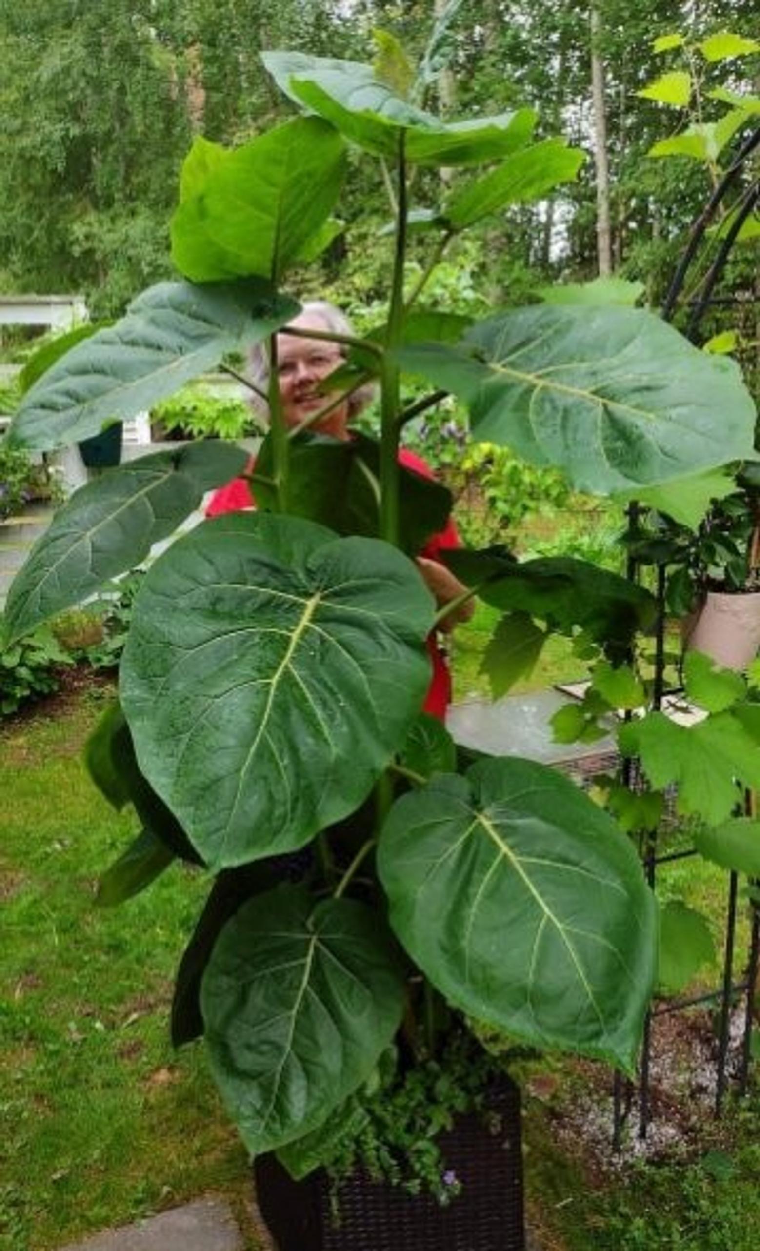 Tuija Leiposen tamarillo lisää kasvaneena