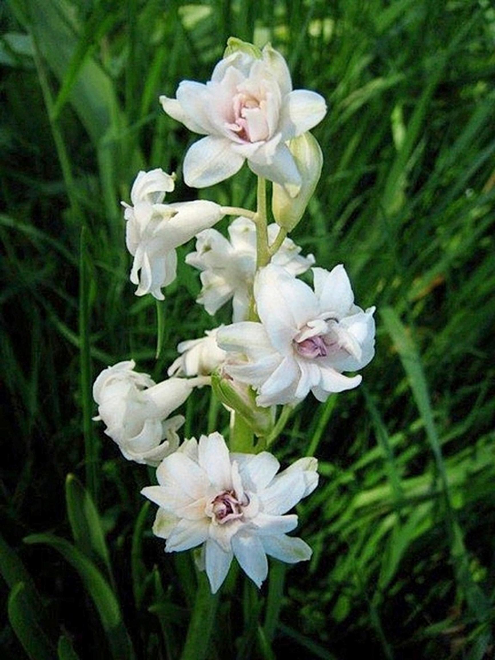 Hyasintti ’Gloria Mundi’, jonka luultiin jo kadonneen