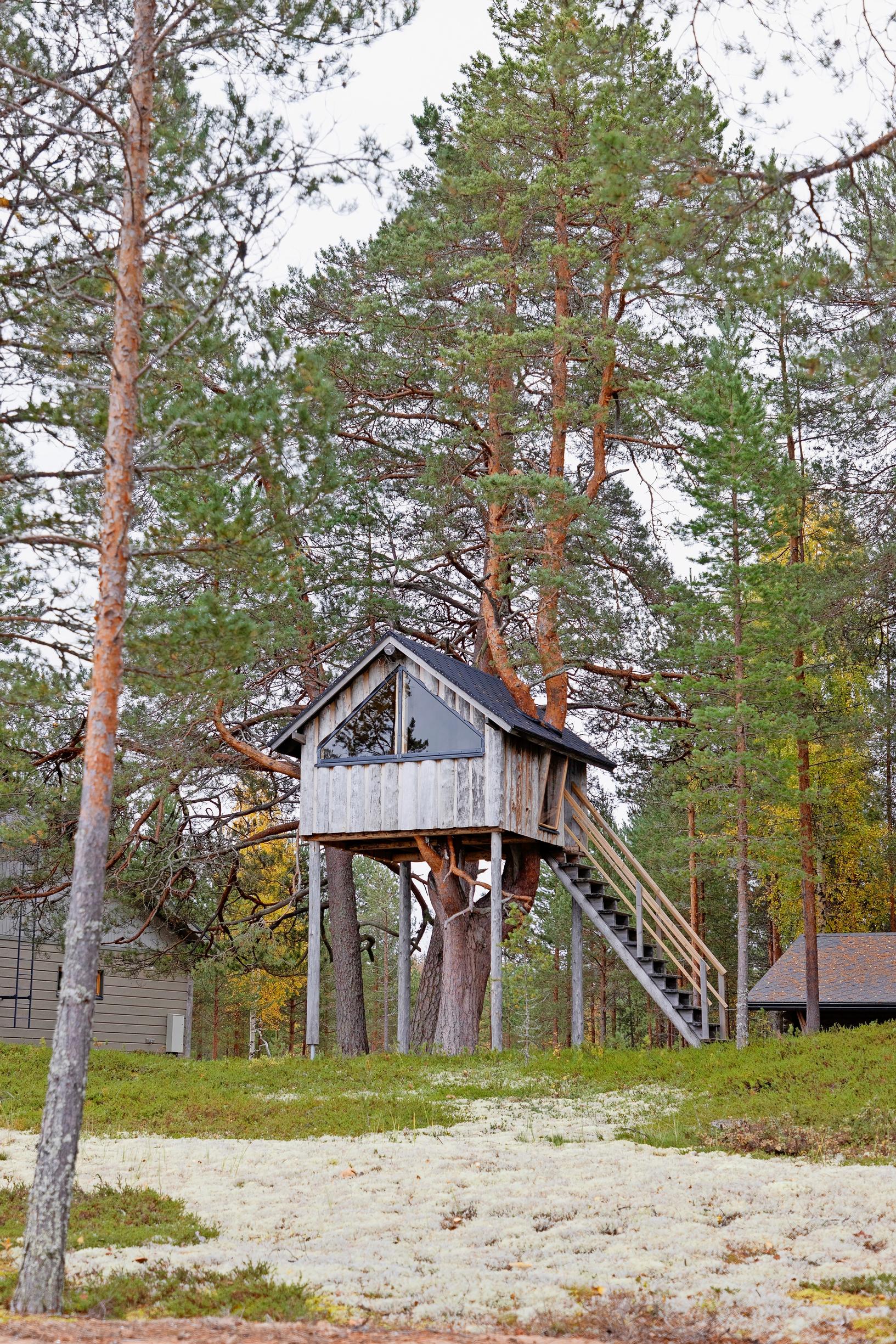 pylväille rakennettu puumaja, johon vievät portaat, taustalla mäntyjä