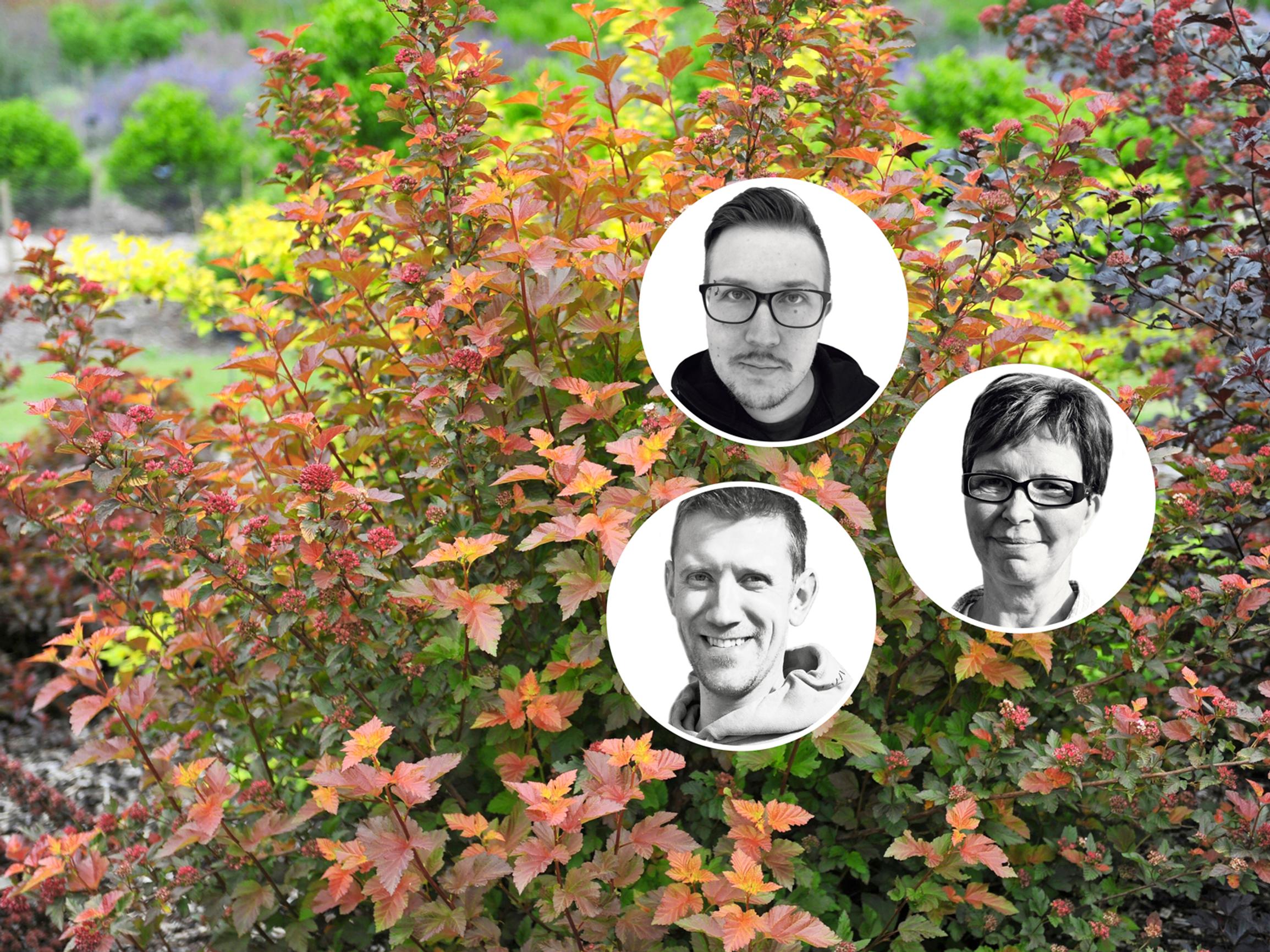 Värikäslehtiset pensaat – taimistoviljelijät vinkkaavat 9 katseenvangitsijaa: joukossa keräilijöiden metsästämä herkku ja ikivihreä suikertaja