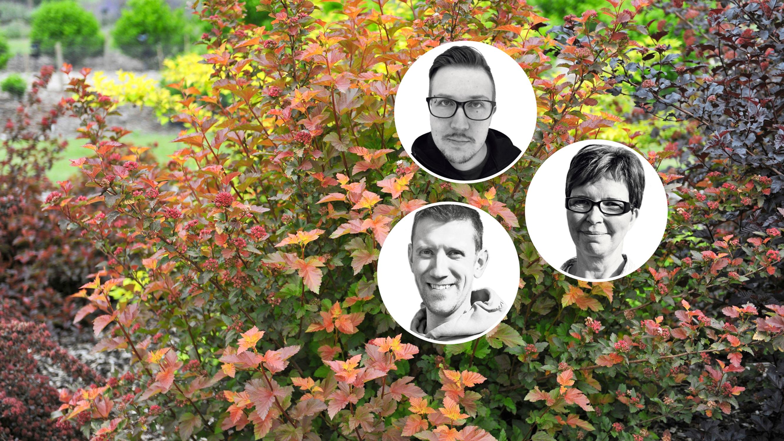 Värikäslehtiset pensaat – taimistoviljelijät vinkkaavat 9 katseenvangitsijaa: joukossa keräilijöiden metsästämä herkku ja ikivihreä suikertaja