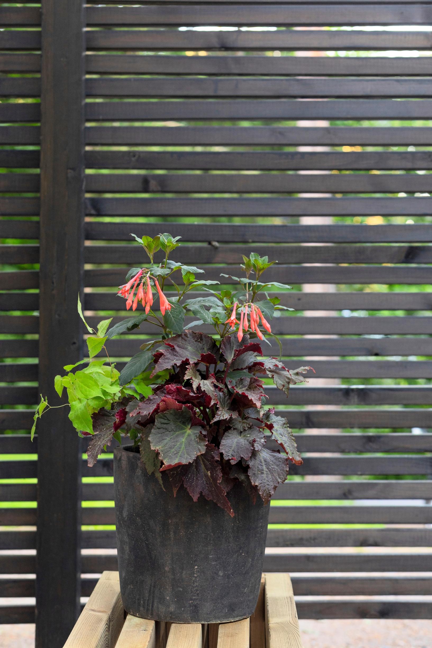 Kyynelverenpisara, tarhavarjohiippa ja begonia tarjoavat lehtien leikittelyä.