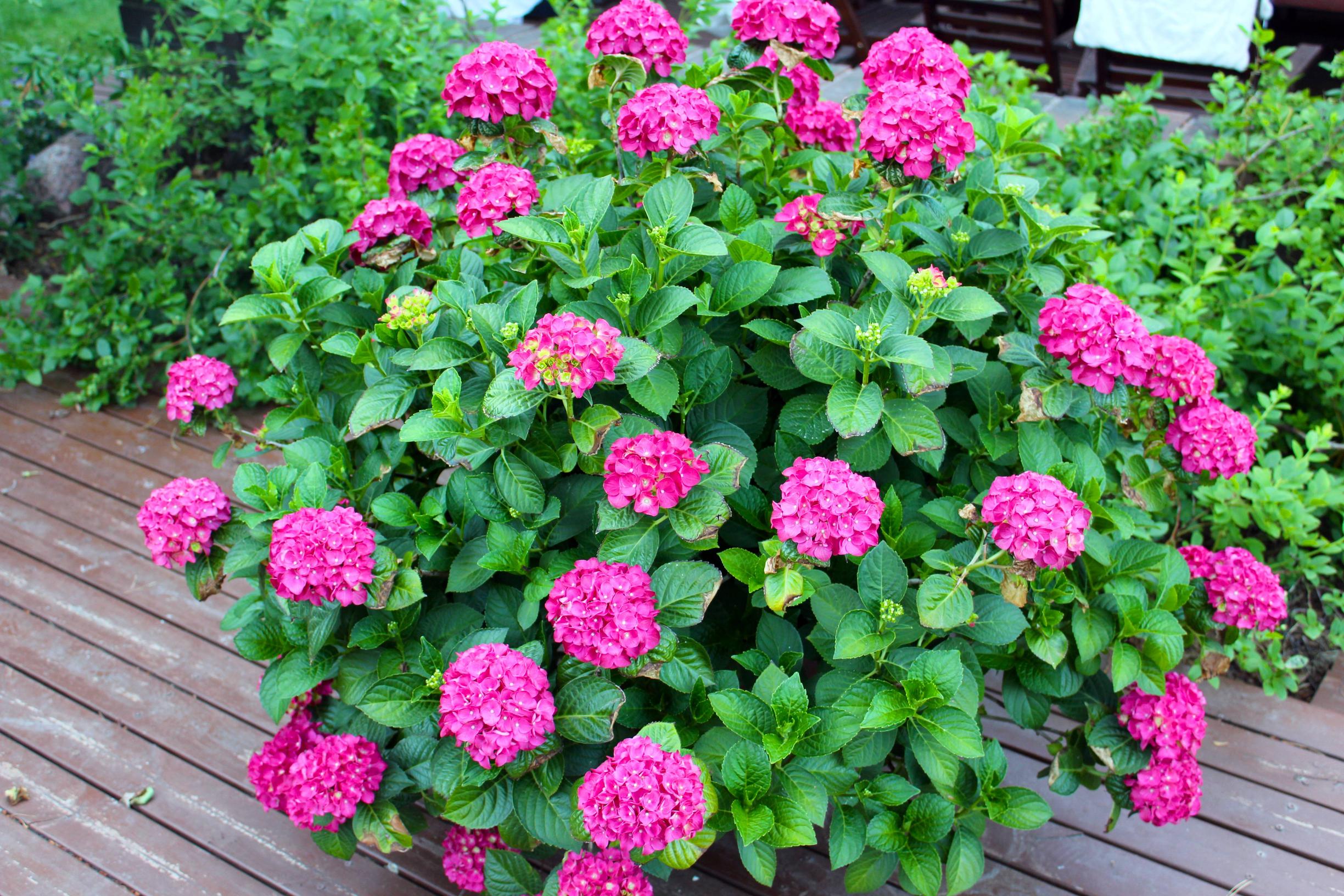 Suuri hortensia
