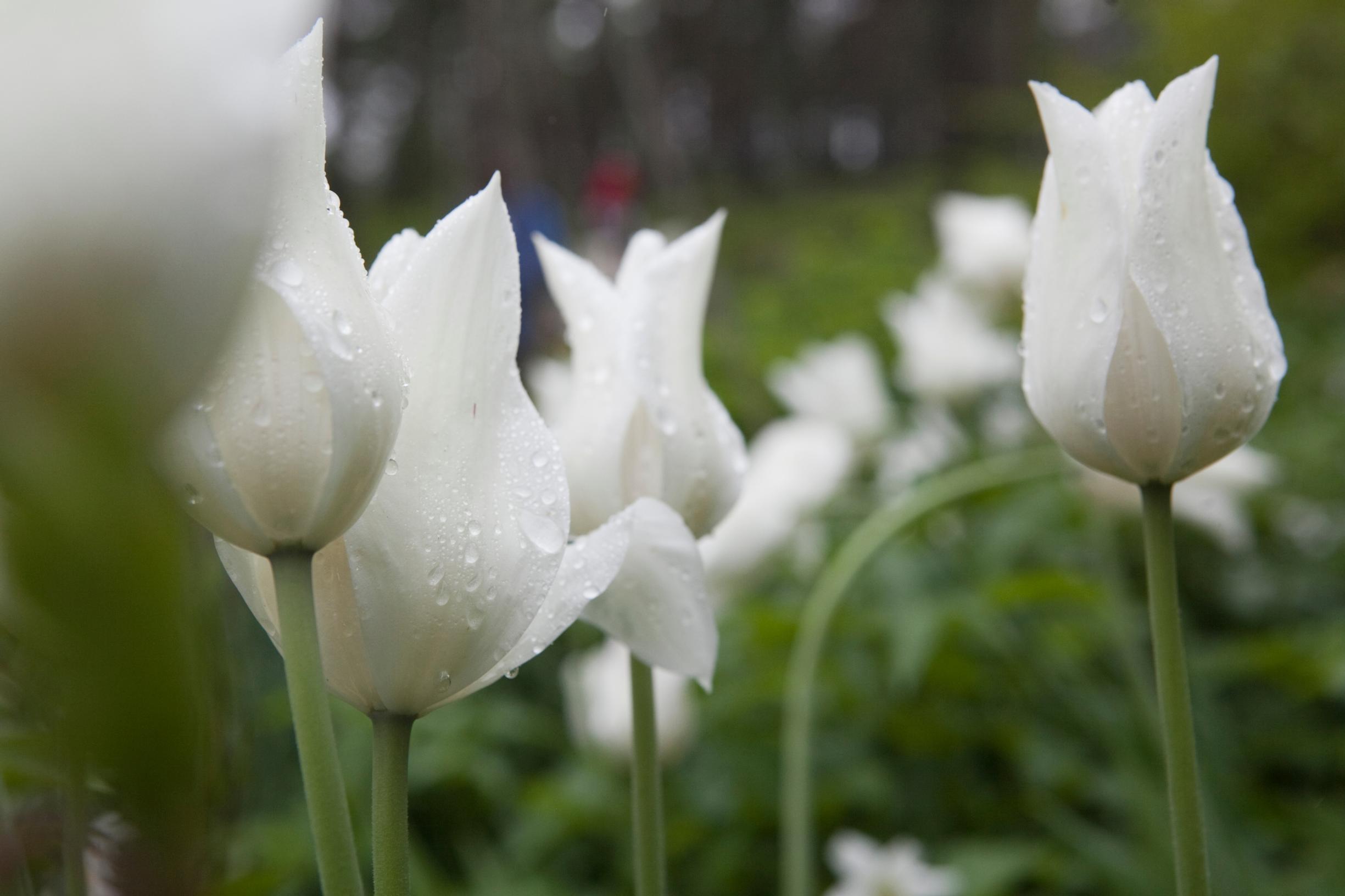 'White Triumphator' -tulppaani