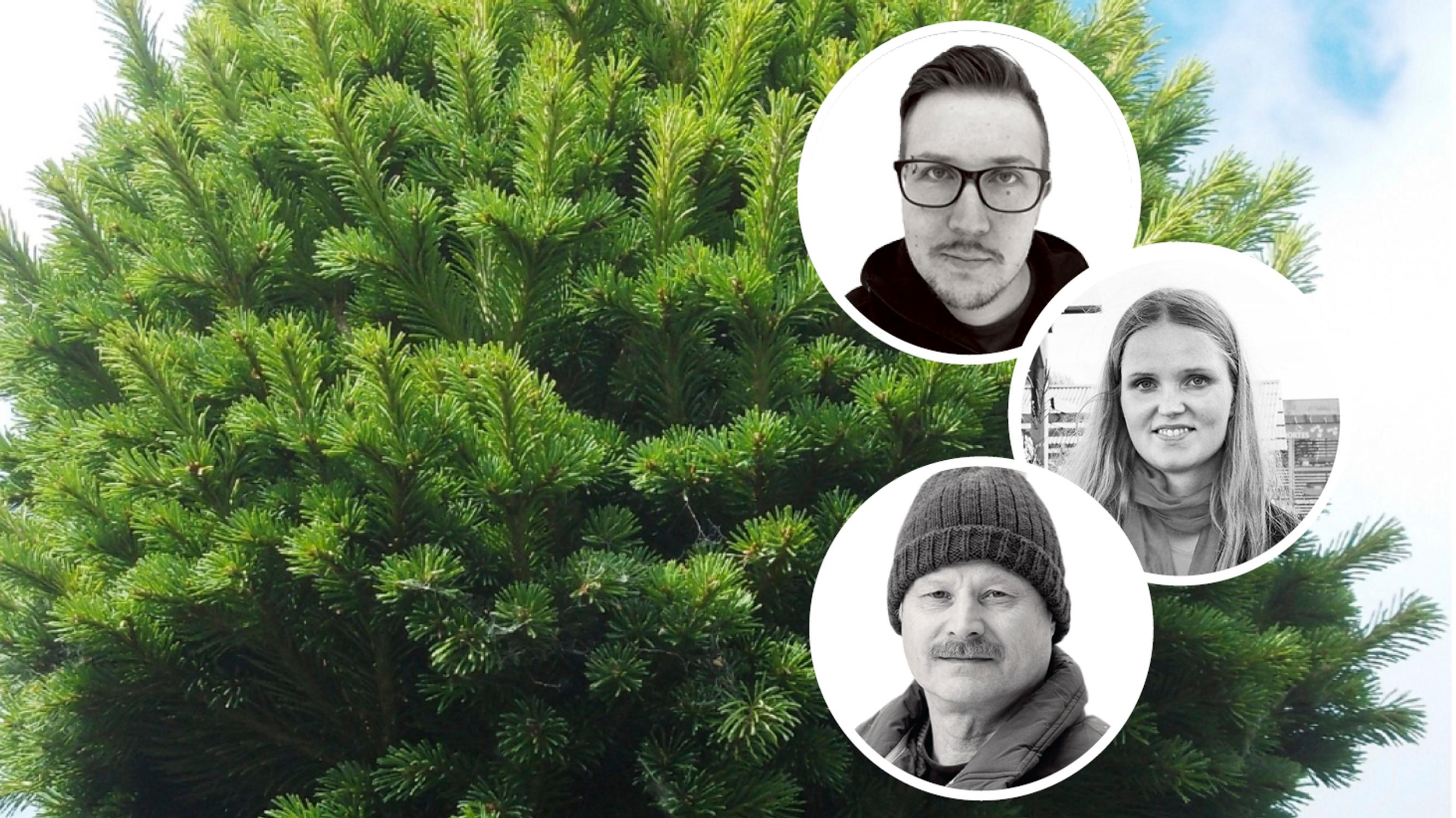 Harvinaiset aarteet! Taimistoviljelijät vinkkaavat 9 puuta, jotka ovat tuttujen lajien kauniita muunnoksia