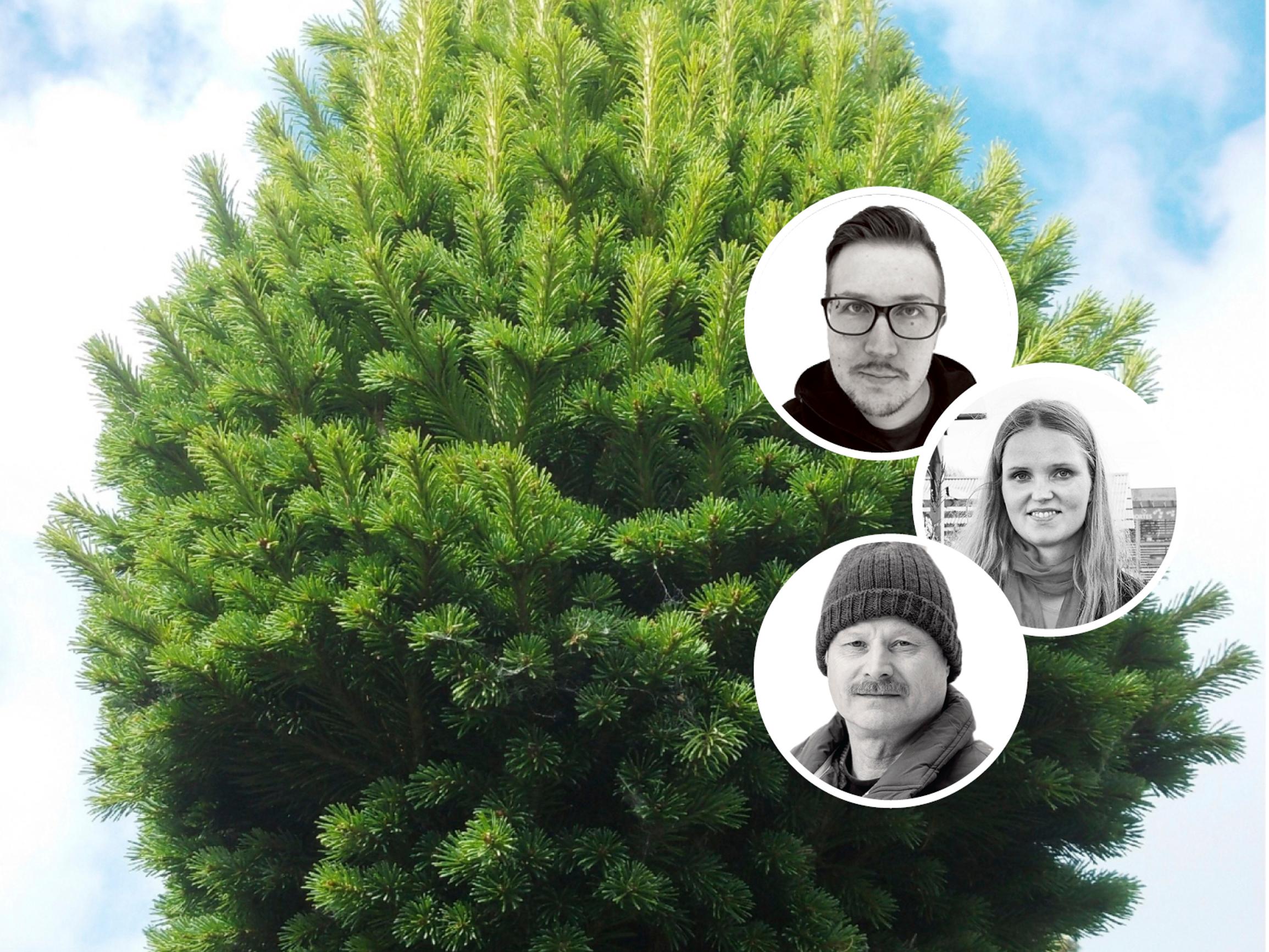 Harvinaiset aarteet! Taimistoviljelijät vinkkaavat 9 puuta, jotka ovat tuttujen lajien kauniita muunnoksia