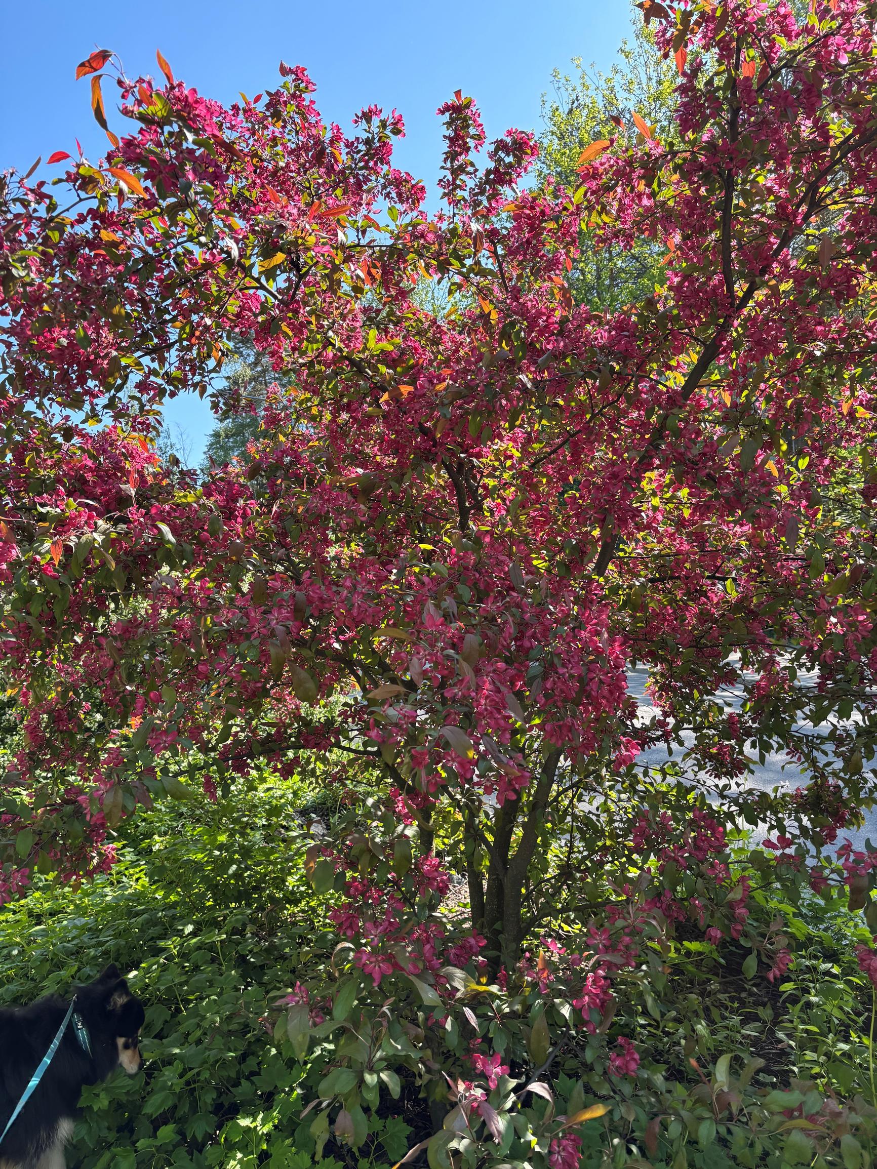 Helmiomenapensas 'Susanna'