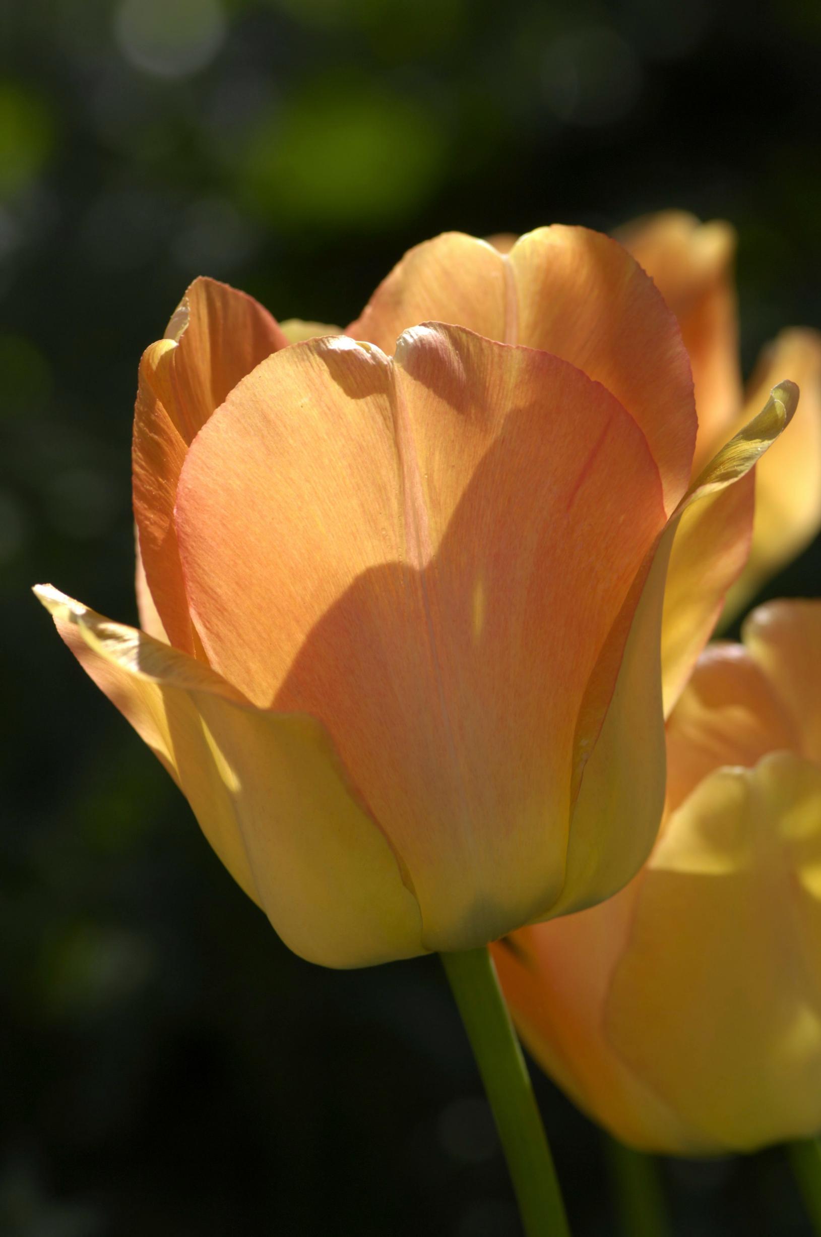 'Apricot Beauty' -tulppaani.