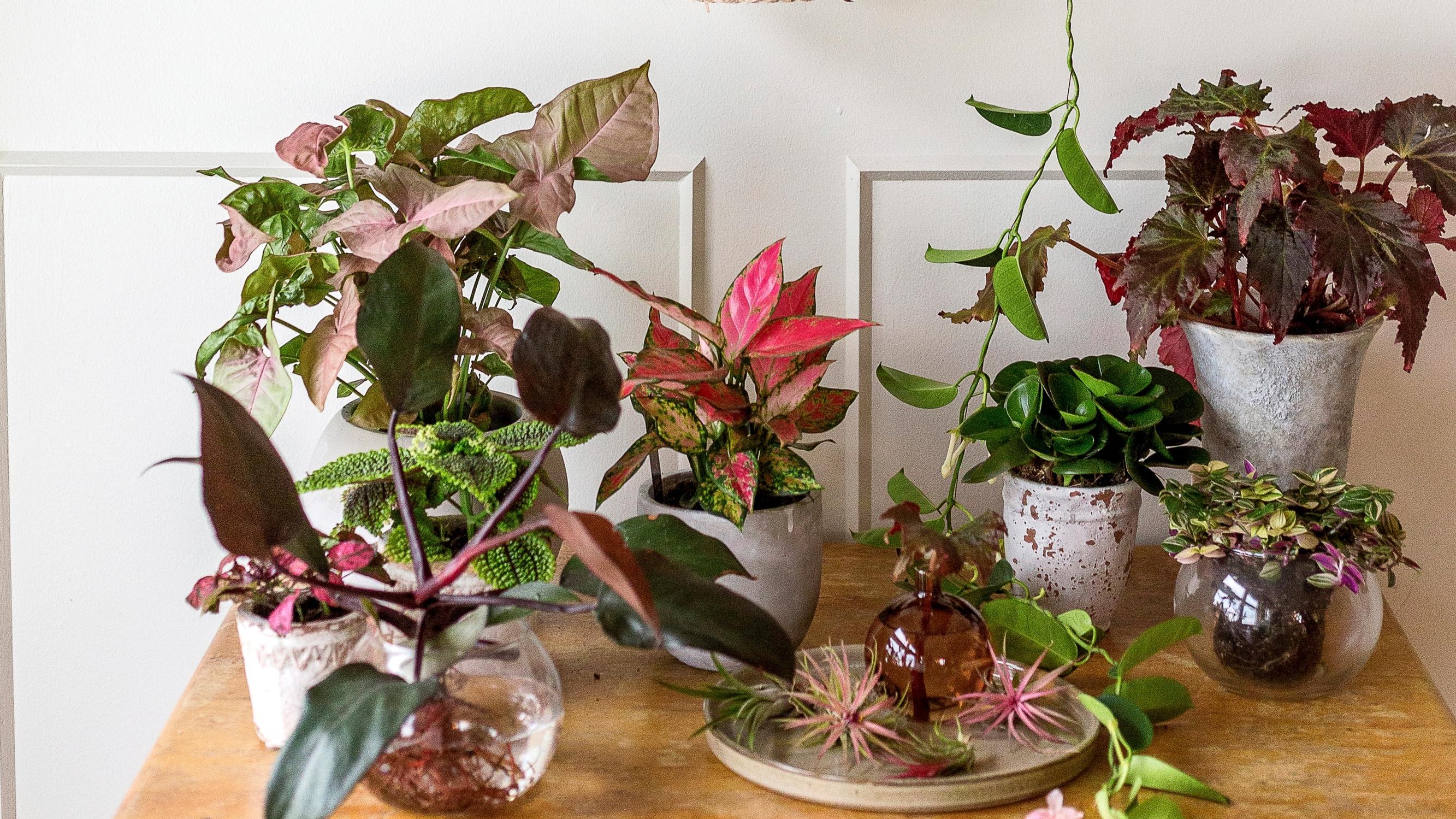 Viherkasvit koolla! Kerää kotiin pieni kasvinäyttely floristimestari Saija Sitolahden vinkeillä
