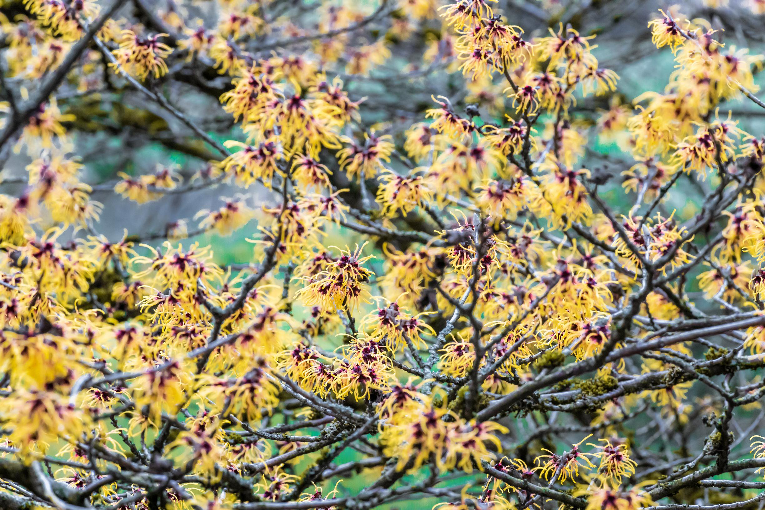 Puistotaikapähkinä 'Barmstedt Gold'