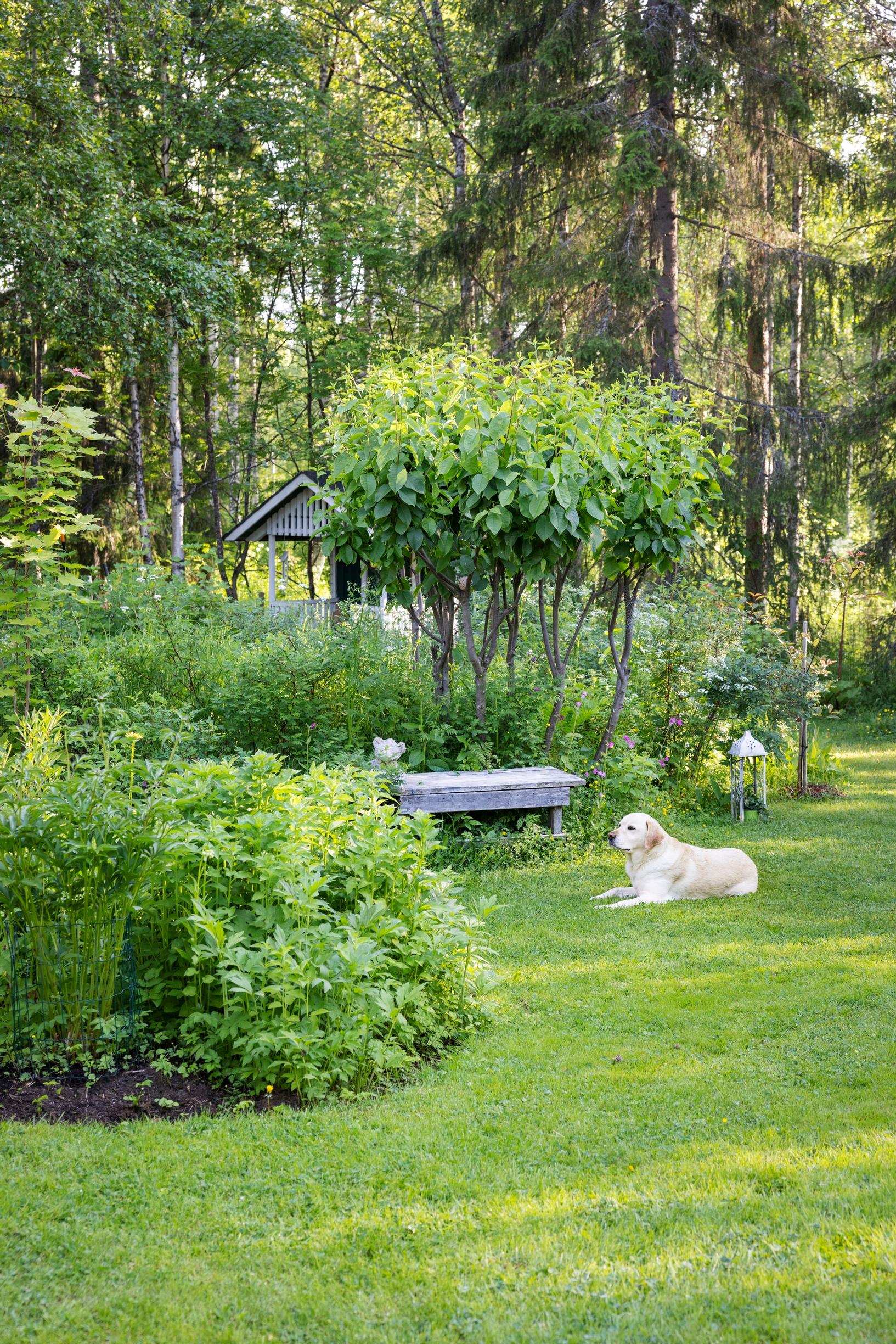 Penkki tuomen juurella