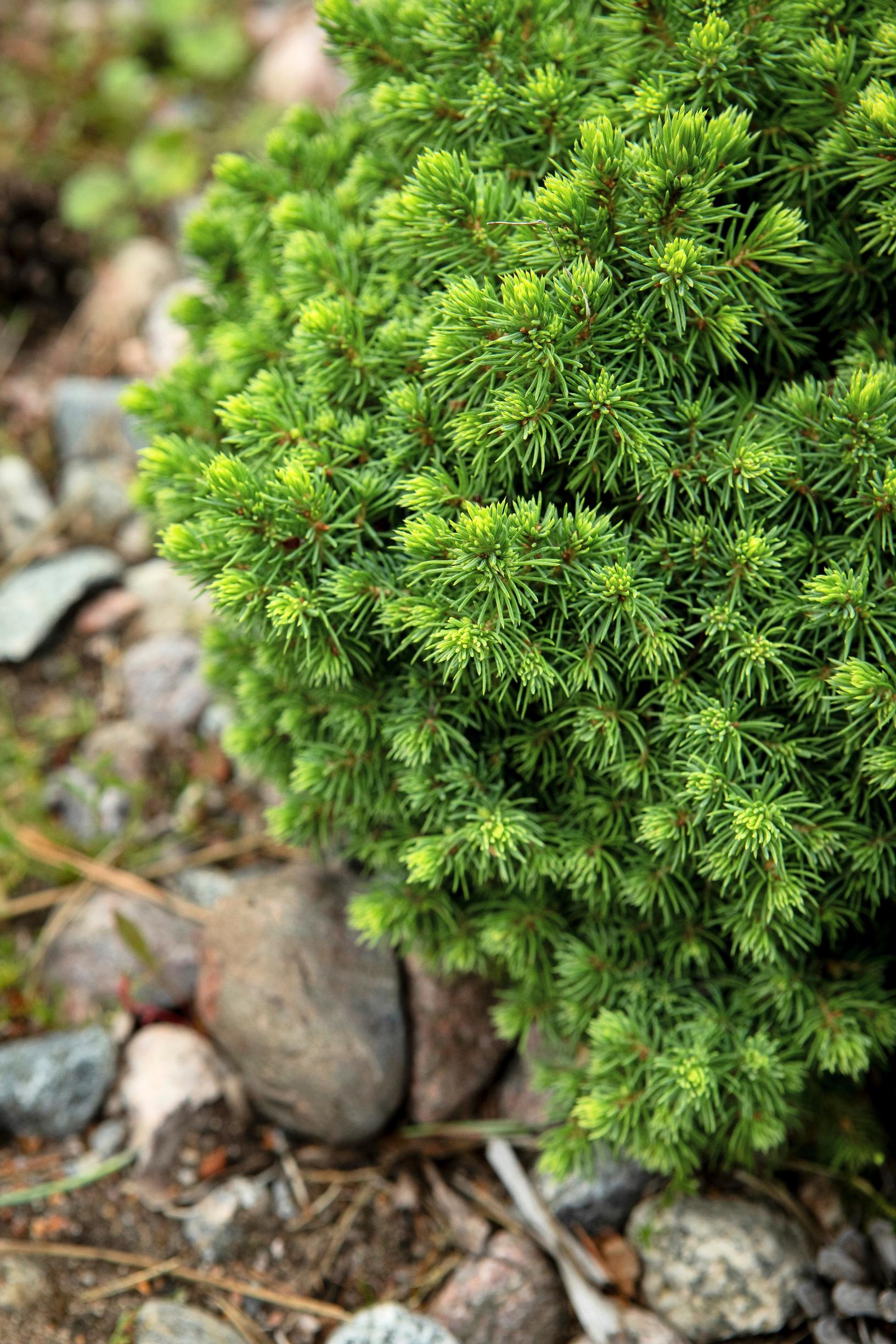 Kääpiöpesäkuusi ’Little Gem’