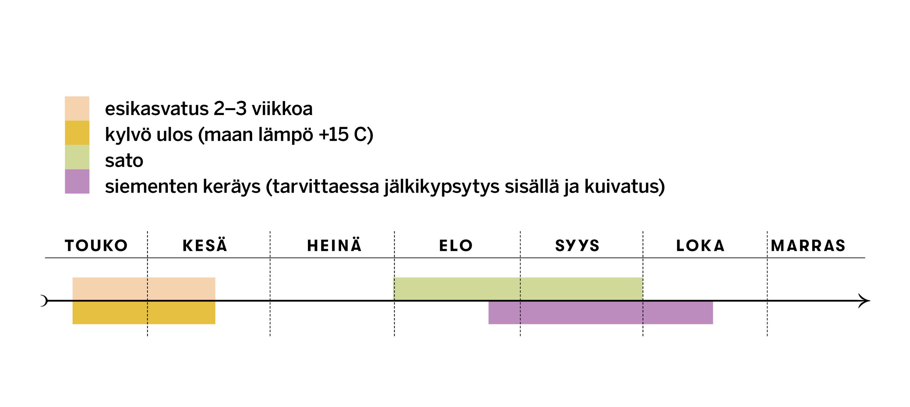 Soijapavun esikasvatus-, kylvö- ja satoajat