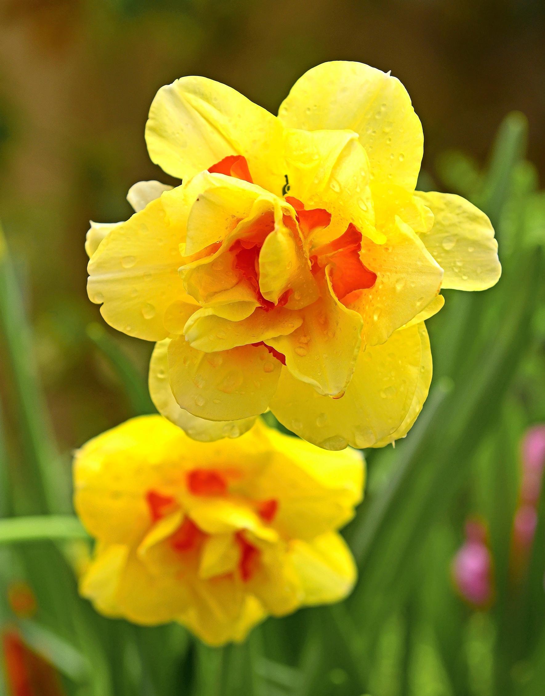 Narsissi ’Tahiti’