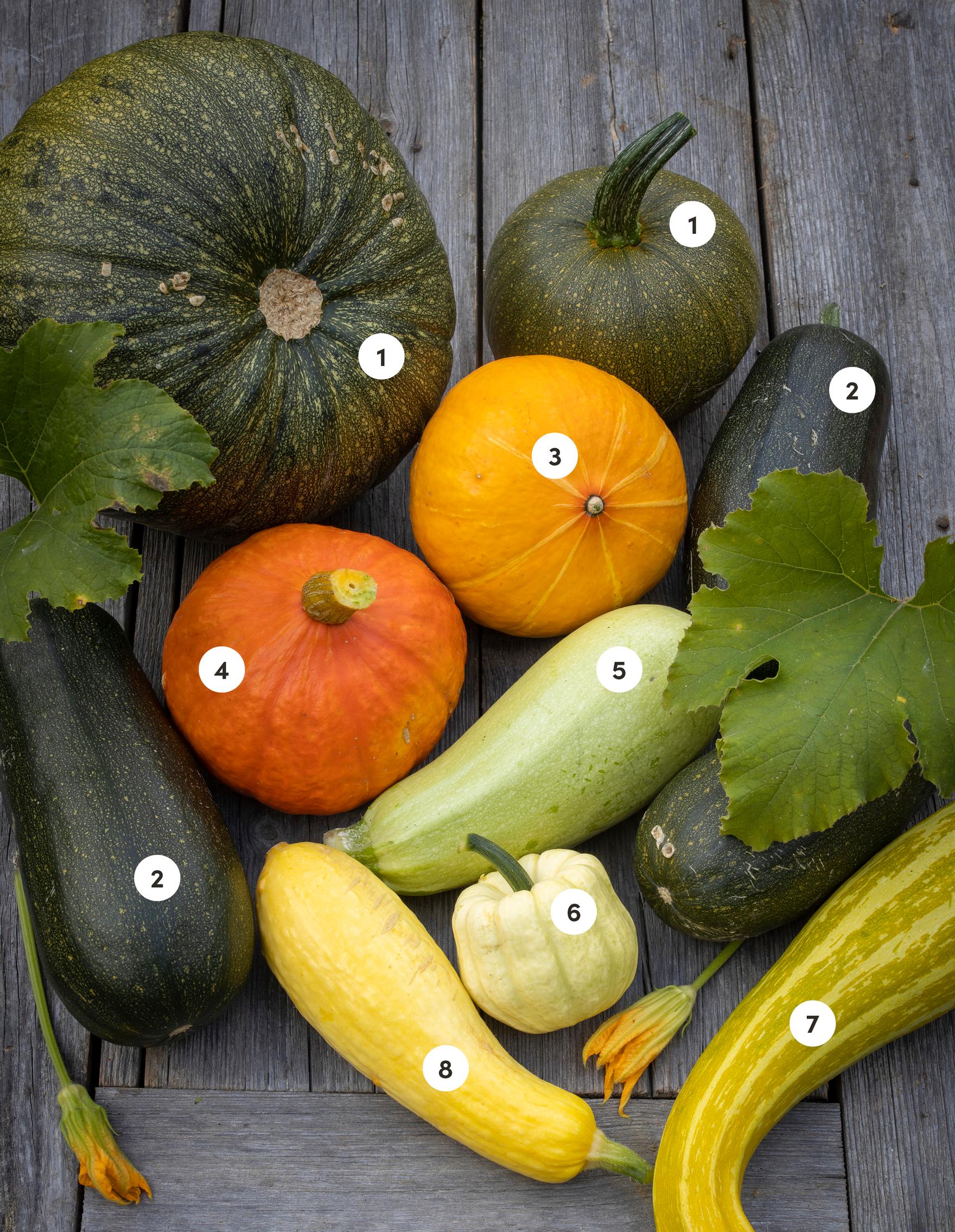Kurpitsalajikkeet: 1. Jättikurpitsa ’New England Pie’, 2. kesäkurpitsa ’Long Pie’, jättikurpitsa ’Uchiki Kuri’, 4. jättikurpitsa ’Red Kuri’, 5. kesäkurpitsa ’Vegetable Spaghetti’, 6. kesäkurpitsa ’Sweet Dumpling’, 7. kesäkurpitsa ’Yellow Crookneck’ ja 8. kesäkurpitsa ’Early Prolific Straightneck’.