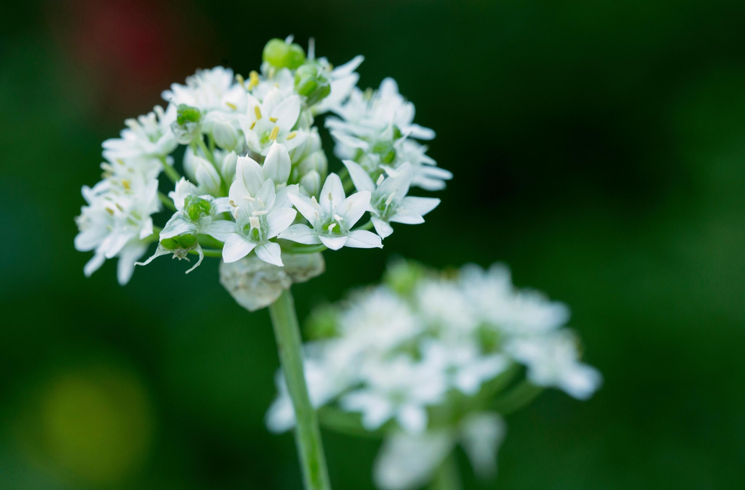 Kiinansipuli, Allium tuberosum