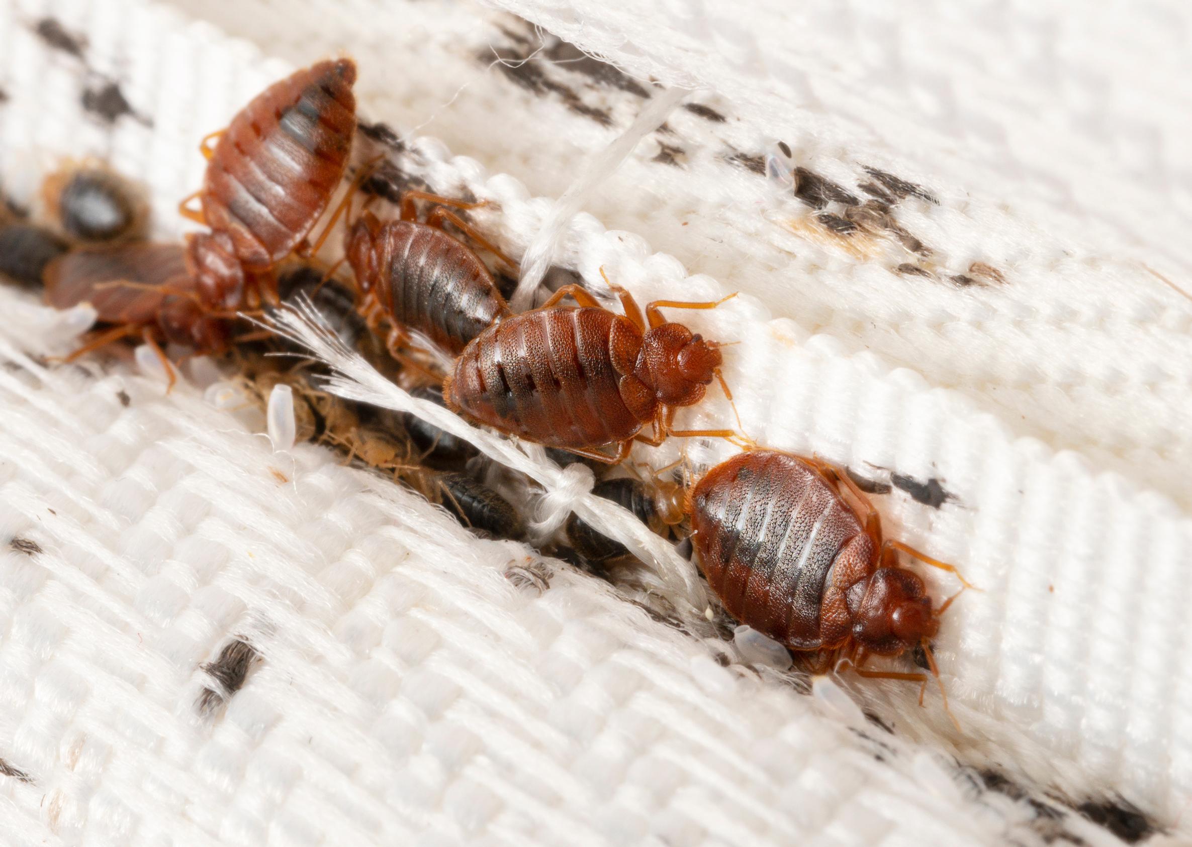 Luteita patjassa