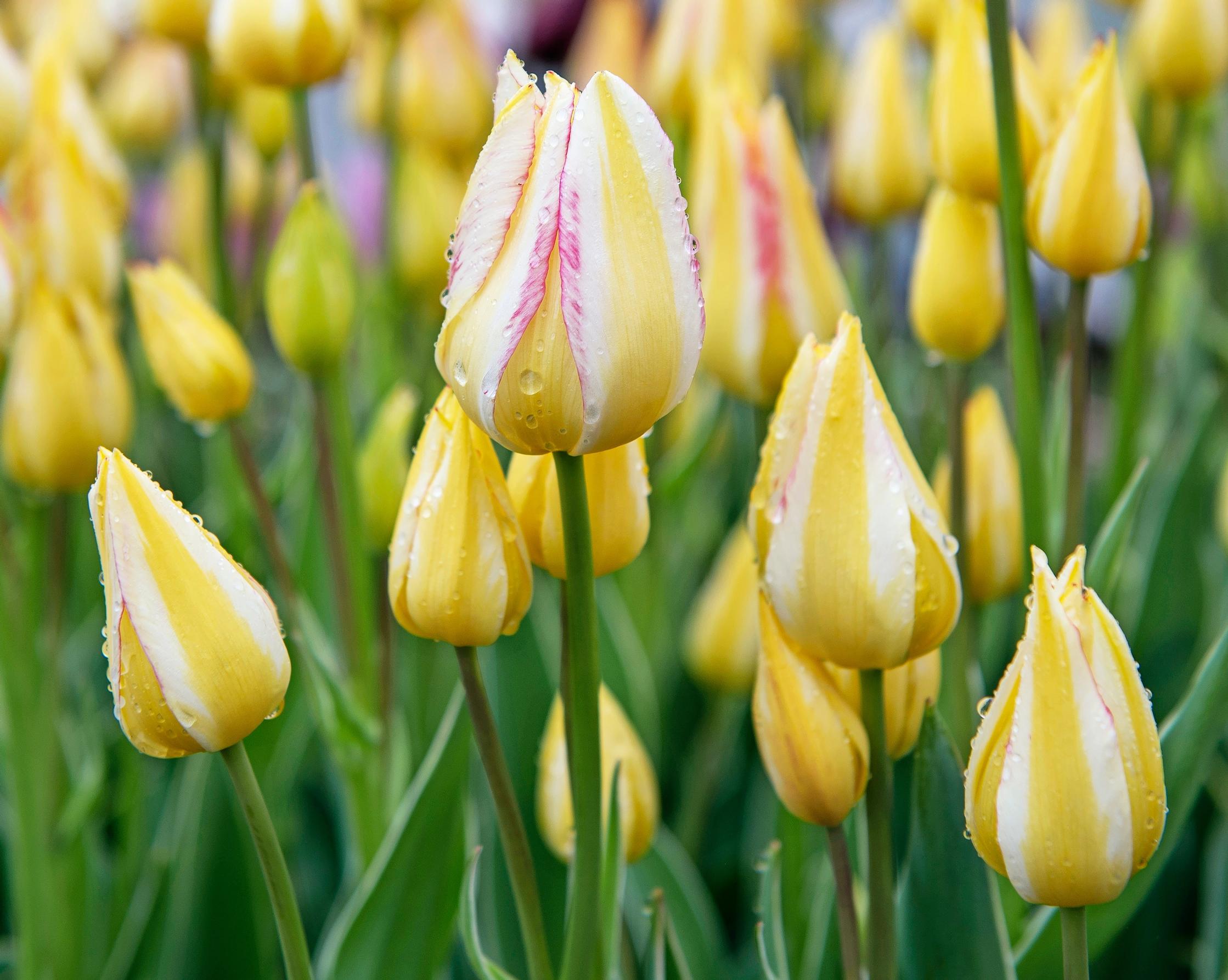 Monikukkaiset tulppaanit: kesämaljatulppaani ’Antoinette’