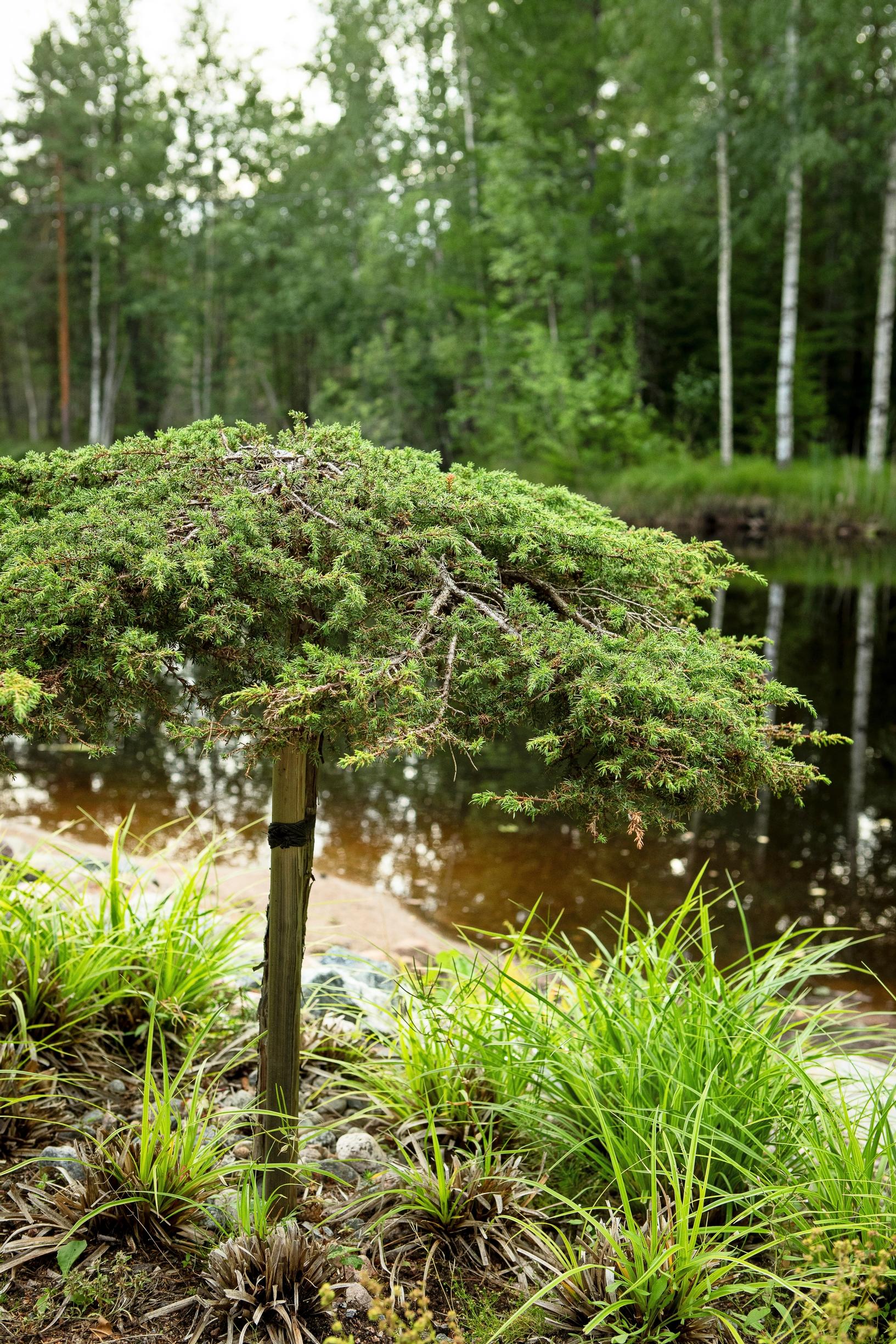 Kääpiökataja ’Green Carpet’