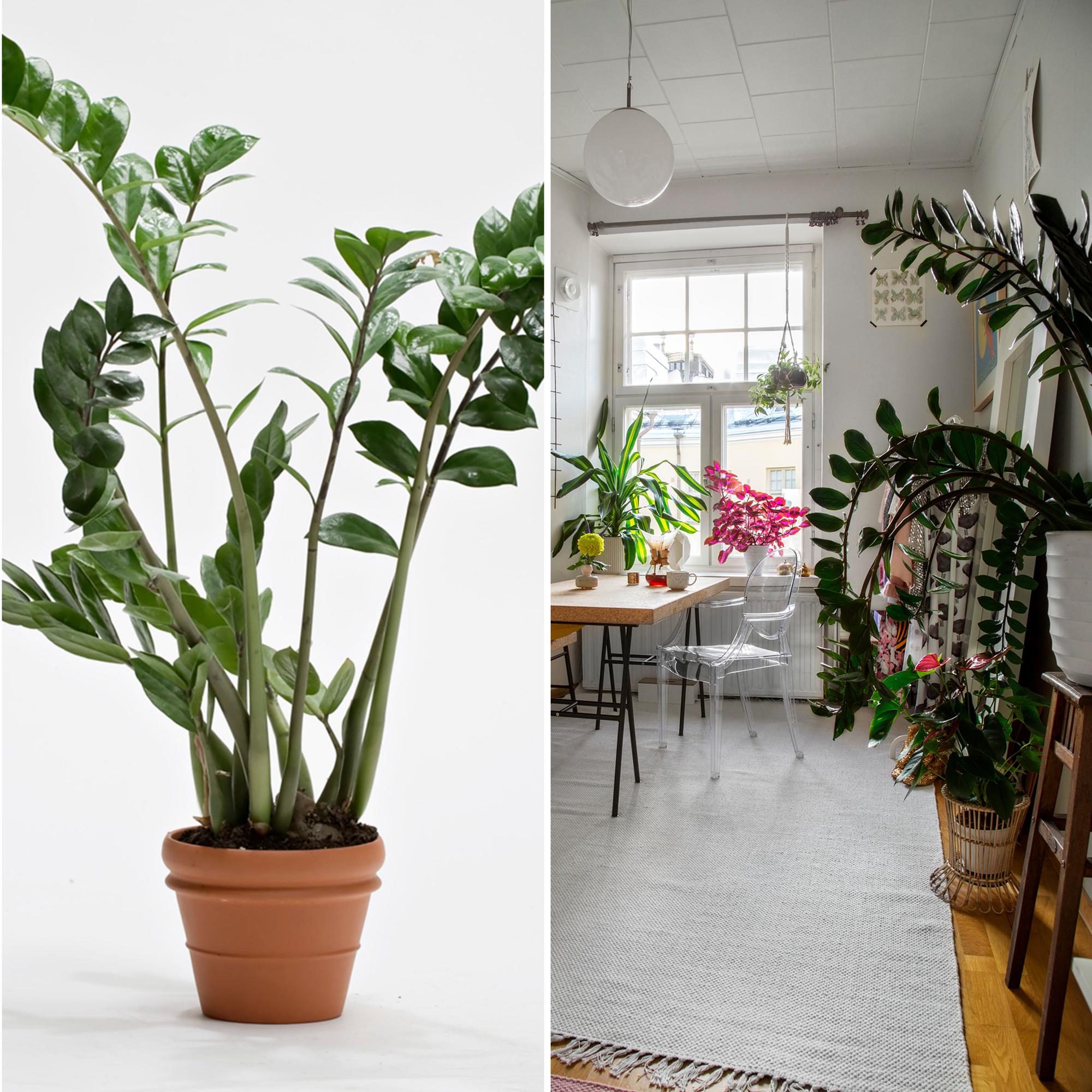 Palmuvehka pärjää jopa hämärässä nurkassa – näin sujuu kasvin hoito sekä lisäys juurakosta tai pistokkaista