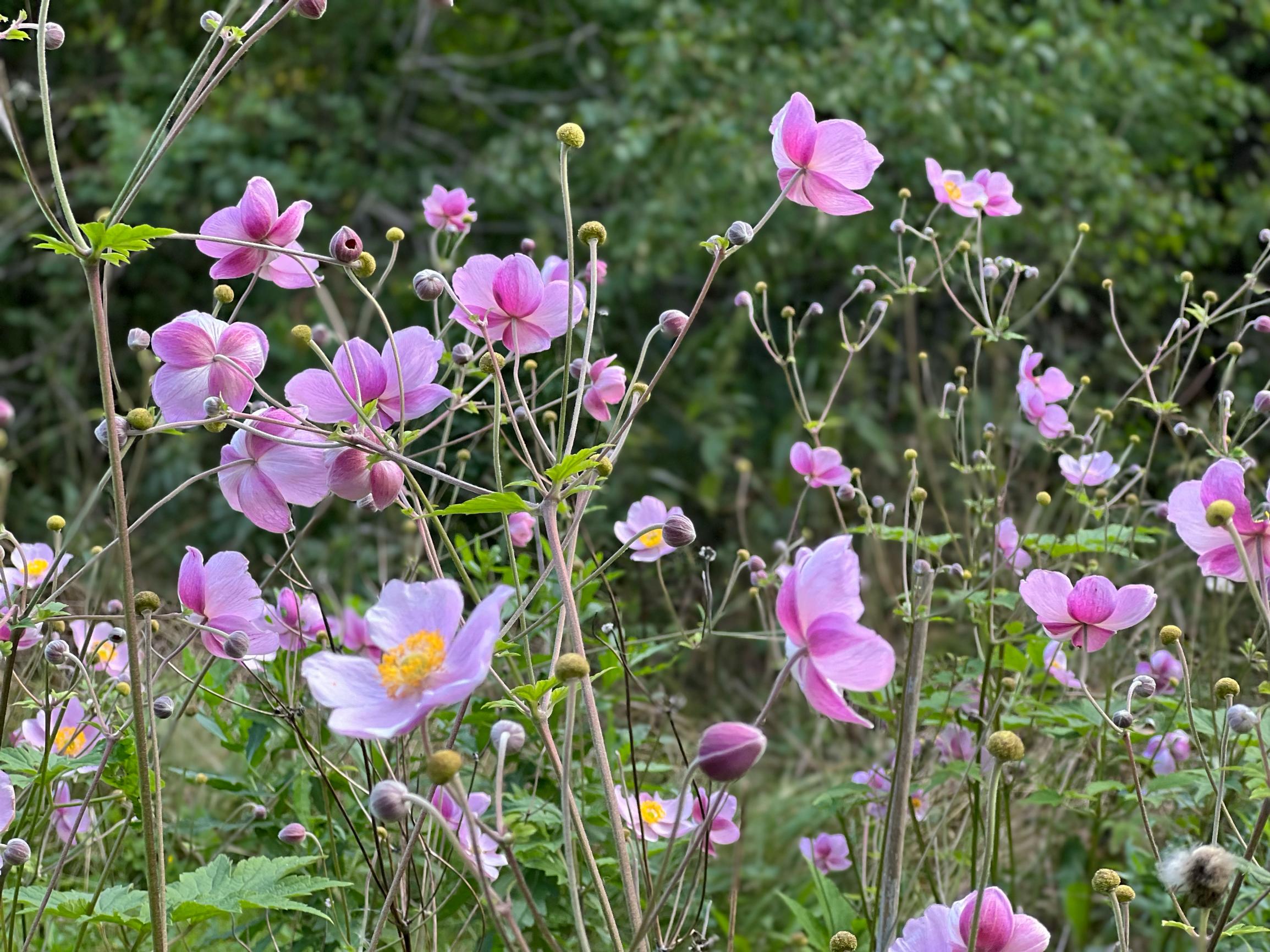 Syysvuokko ’Svanfeldt’