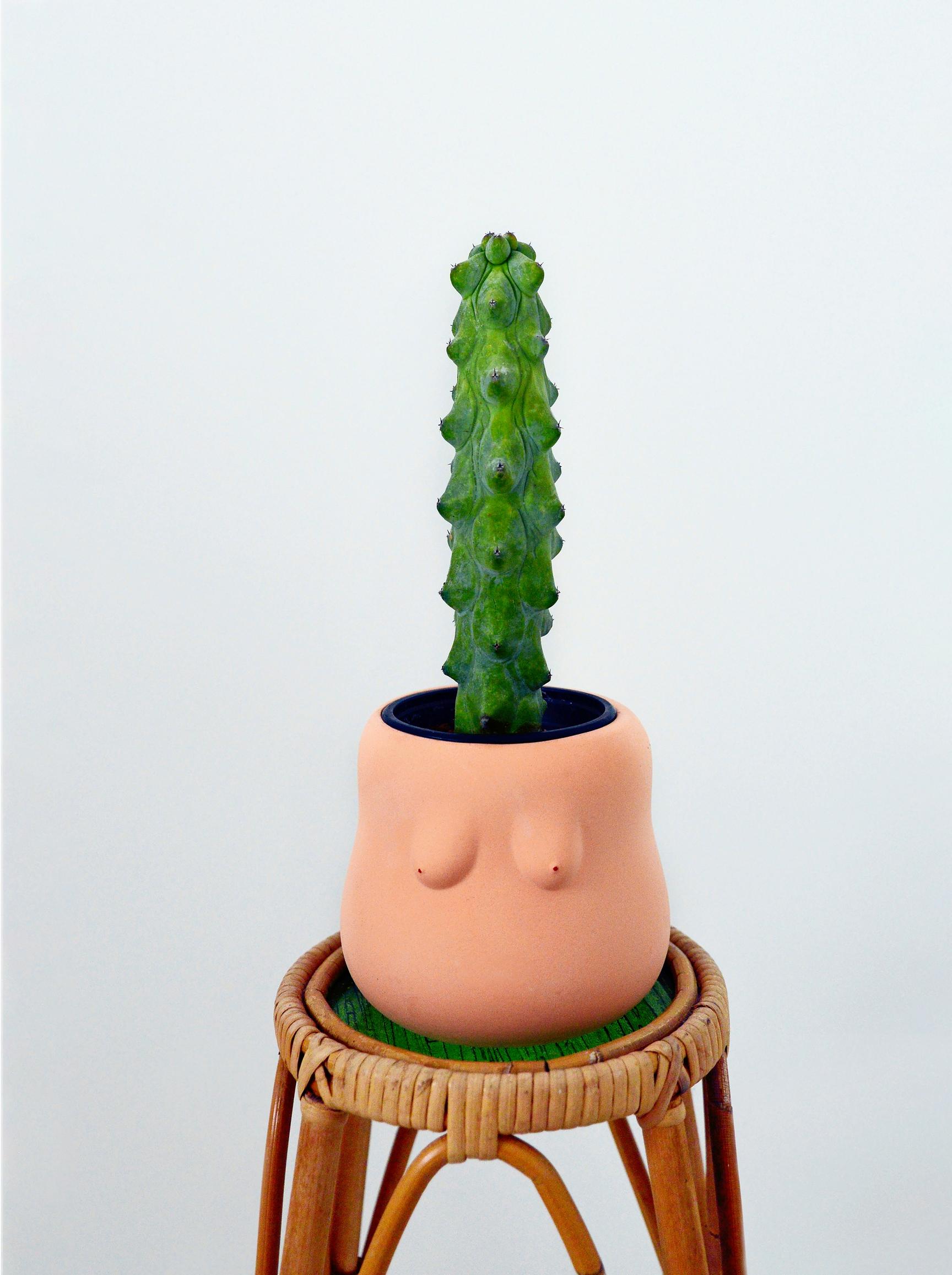 viherkasvi kaktus myrtillocactus tissikaktus