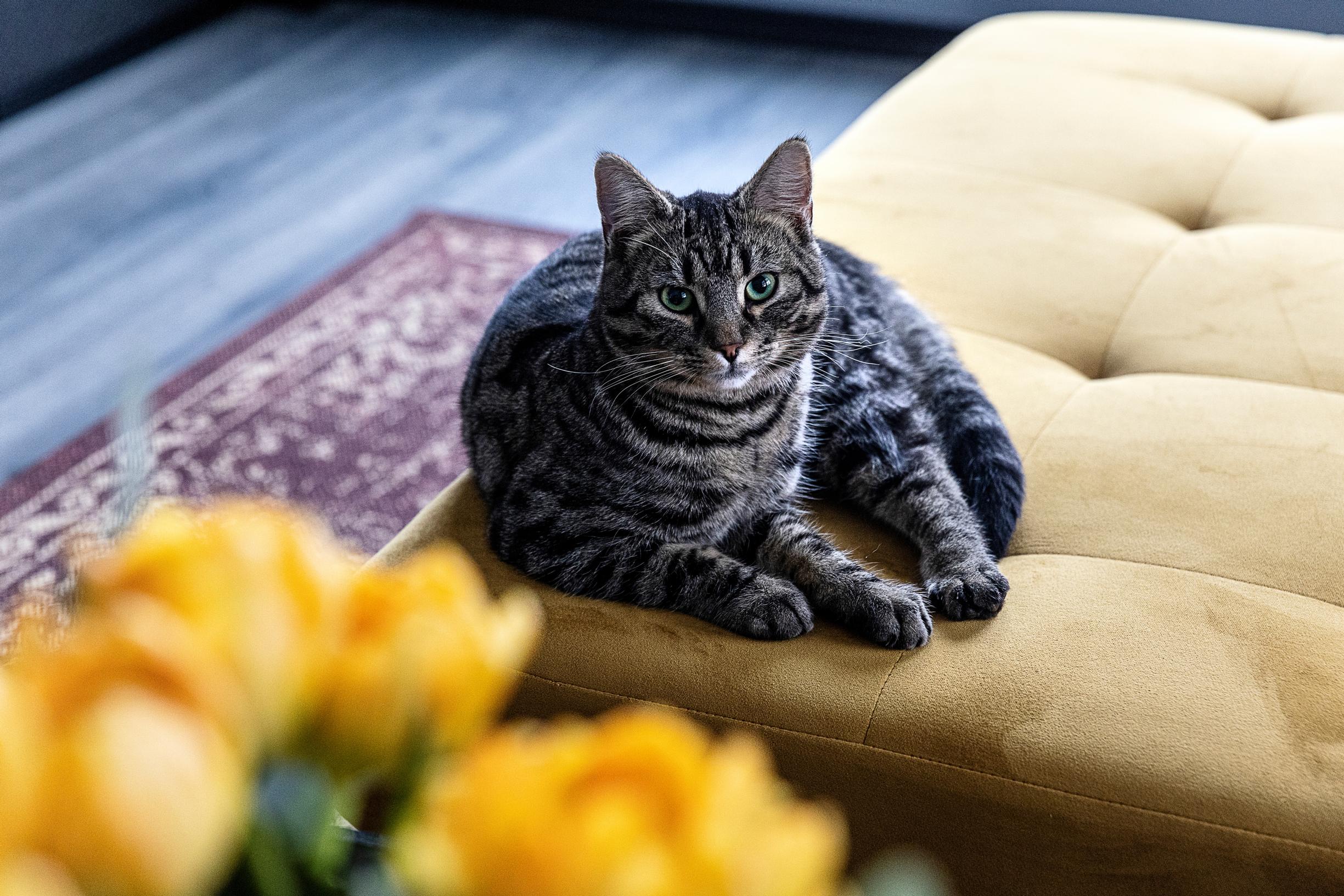 Kissa keltaisella sohvalla.