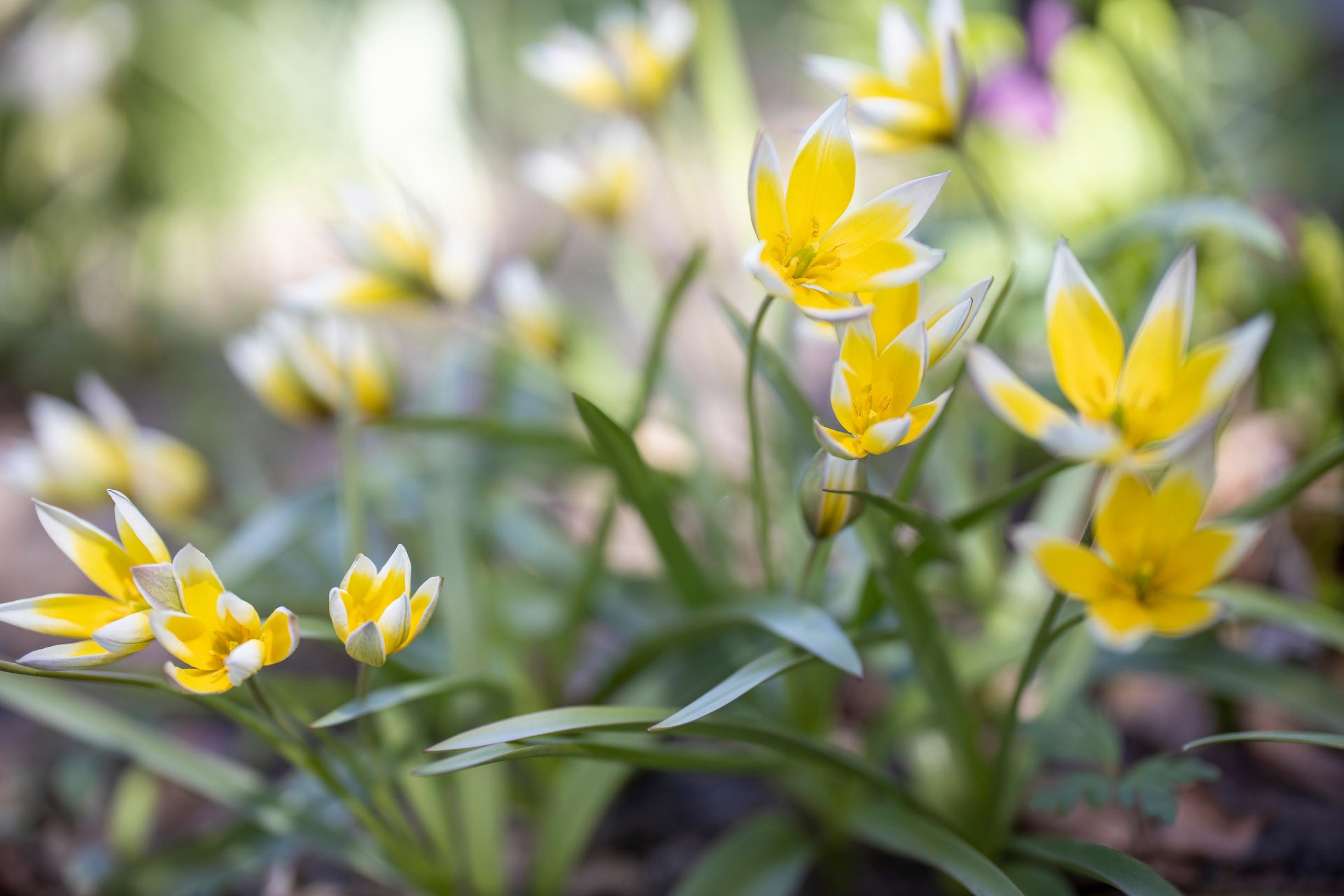 Kasvitieteellinen tulppaani
