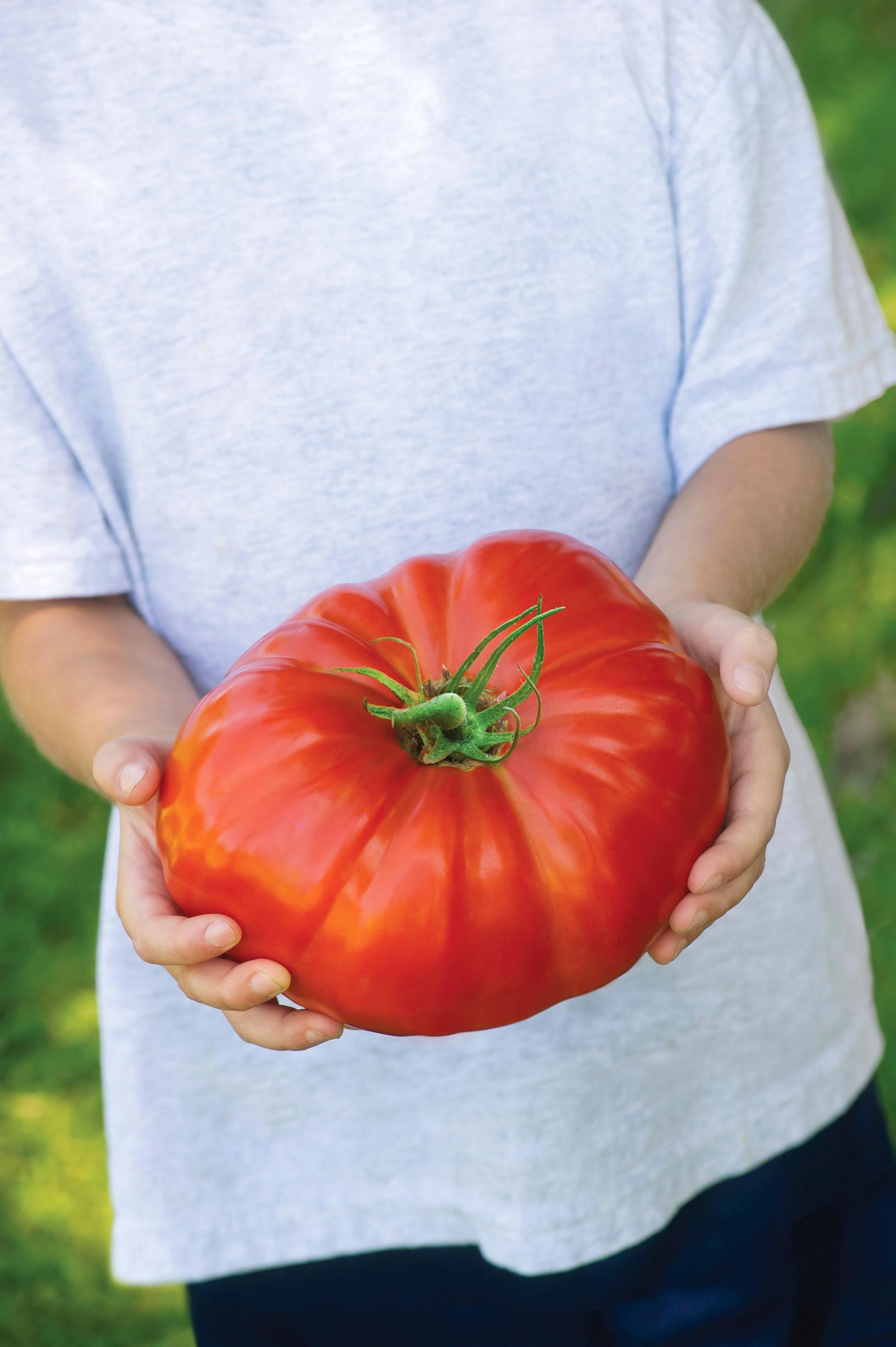 Pihvitomaatti ’Gigantomo’