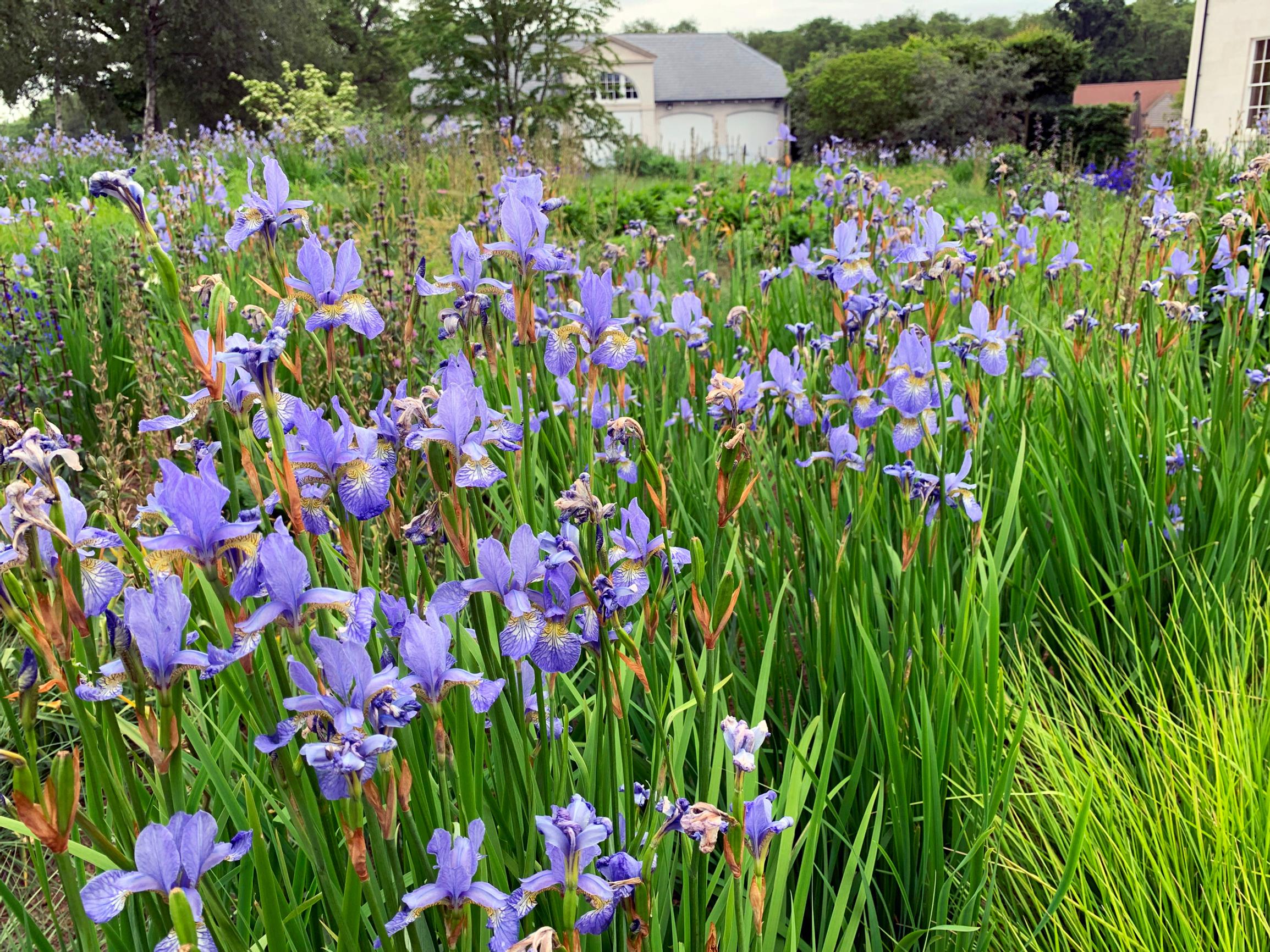 Kurjenmiekka 'Perry's Blue' Iris sibirica.