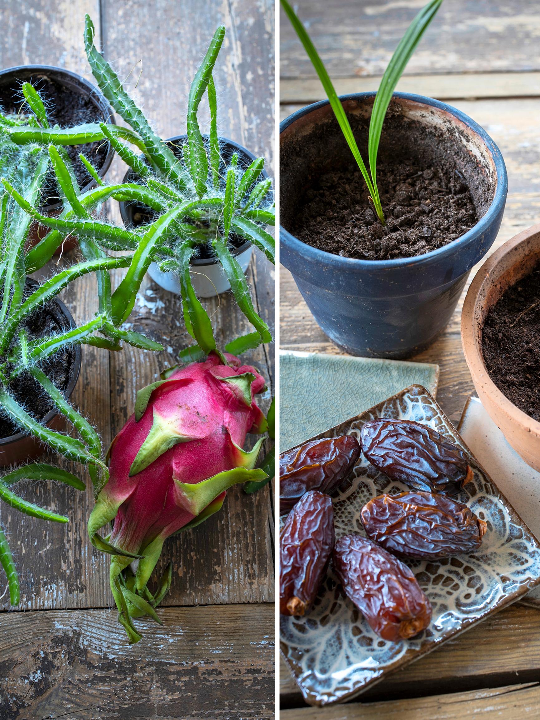 Älä heitä pois, vaan kylvä! Taateli, pitaija ja 3 muuta hedelmää, joiden ”kivet” tai siemenet kannattaa sujauttaa multaan