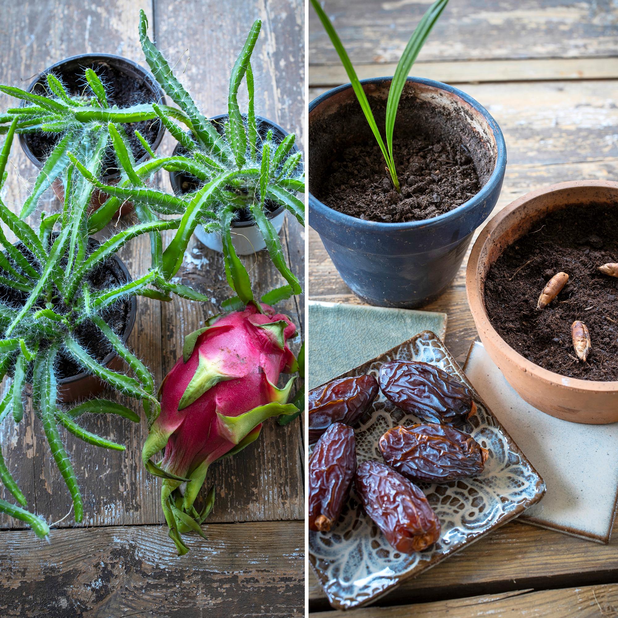 Älä heitä pois, vaan kylvä! Taateli, pitaija ja 3 muuta hedelmää, joiden ”kivet” tai siemenet kannattaa sujauttaa multaan