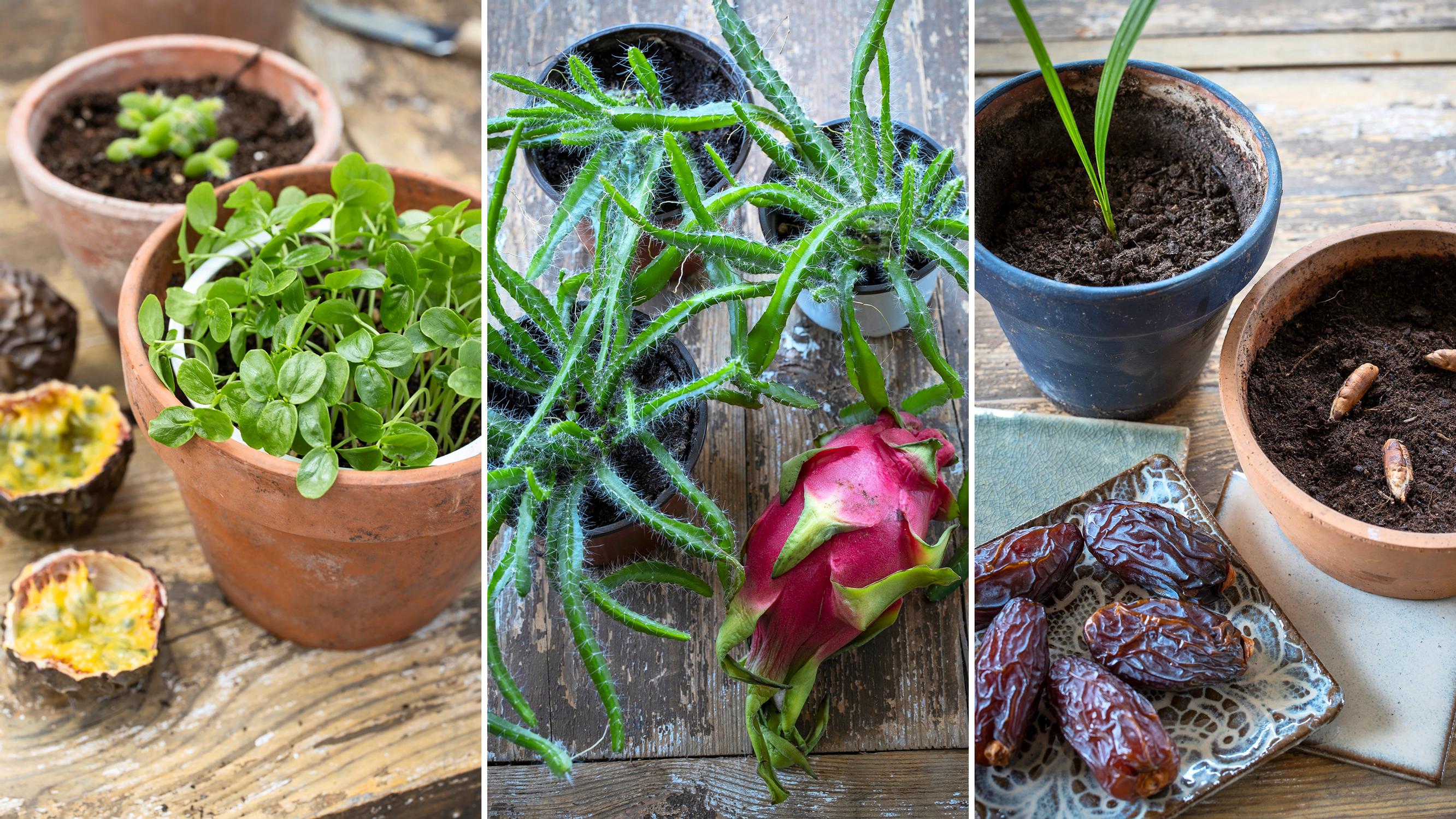 Älä heitä pois, vaan kylvä! Taateli, pitaija ja 3 muuta hedelmää, joiden ”kivet” tai siemenet kannattaa sujauttaa multaan