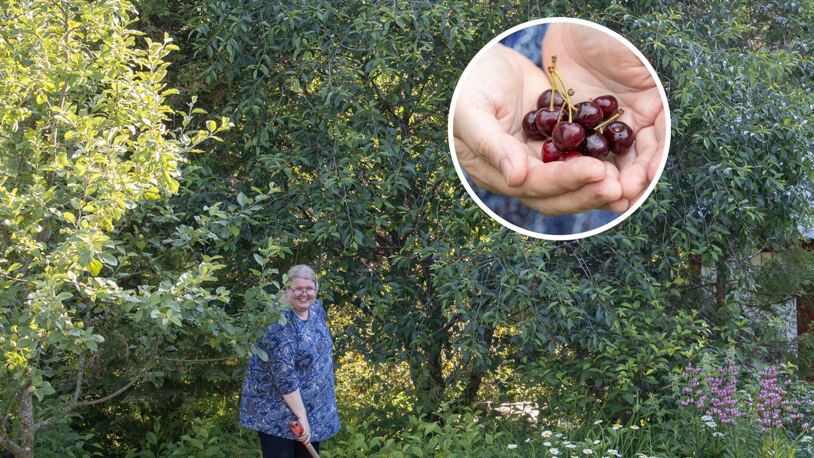Lapsuuden unelmasta totta! Sirpa sai haaveidensa kirsikkapuutarhan – ”On aivan uskomatonta, että kirsikat kasvavat täällä näin isoiksi”