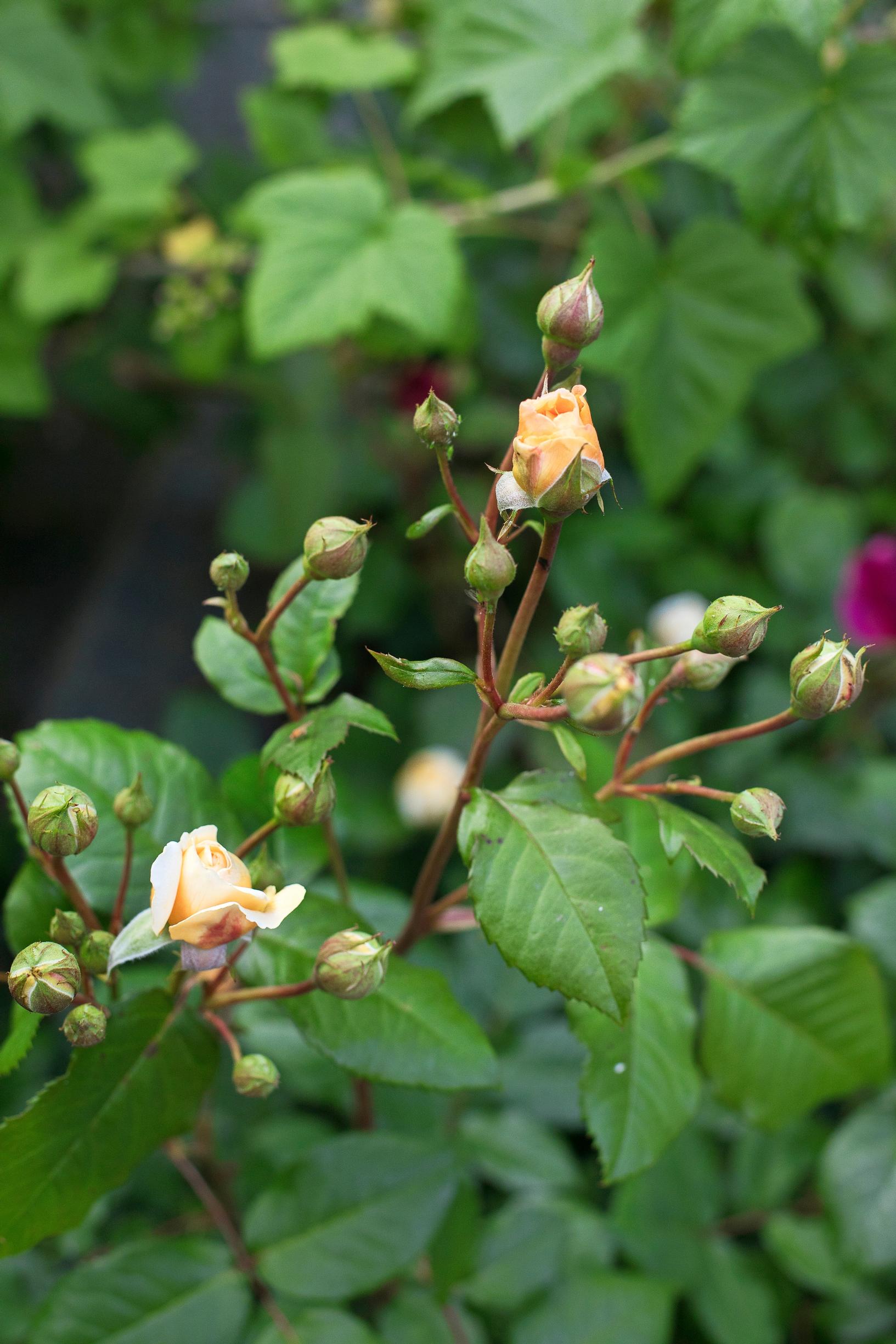 ’Crown Princess Margareta’ -ruusun kukkia nupullaan