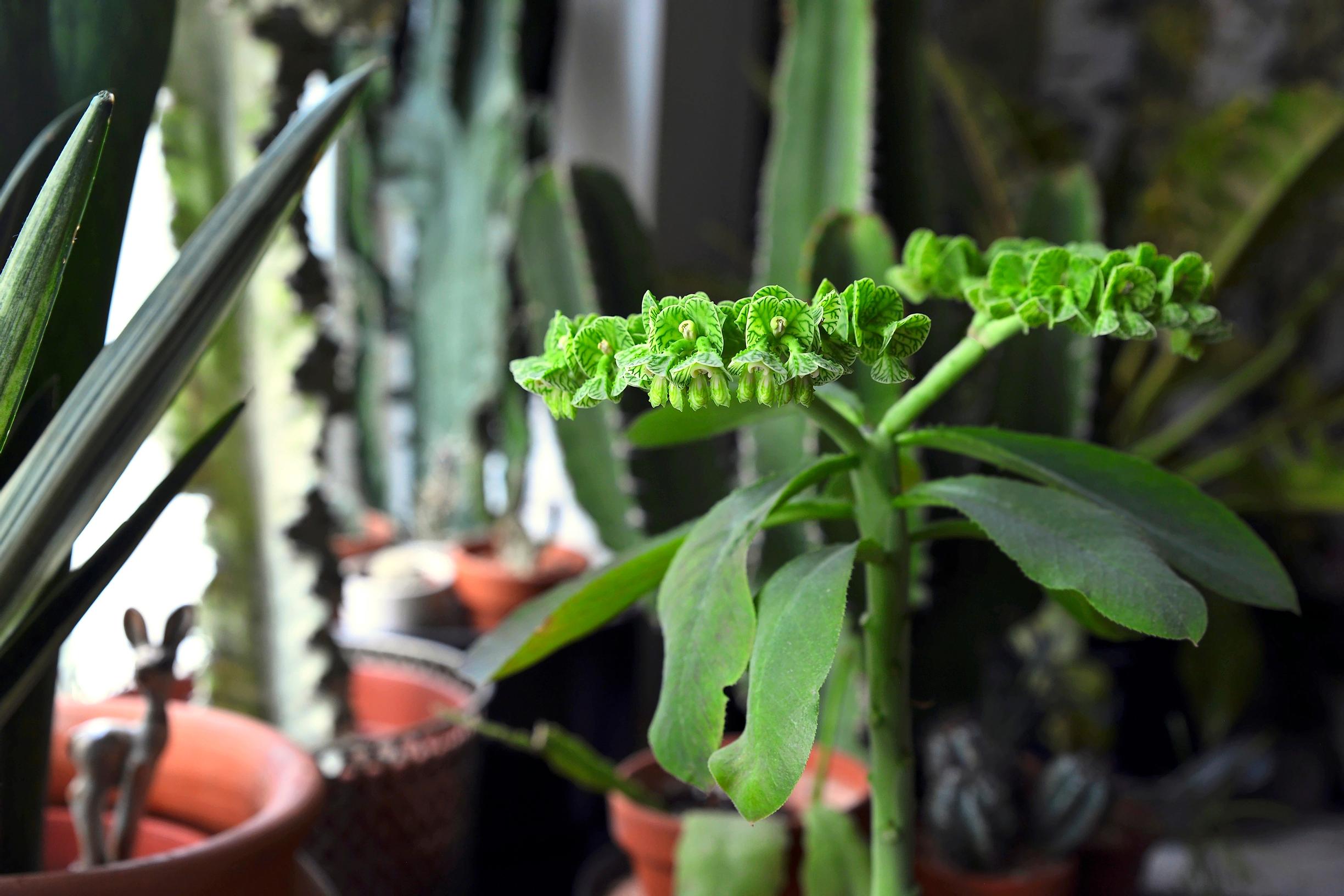 viherkasvi tyräkki euphorbia neokaessner