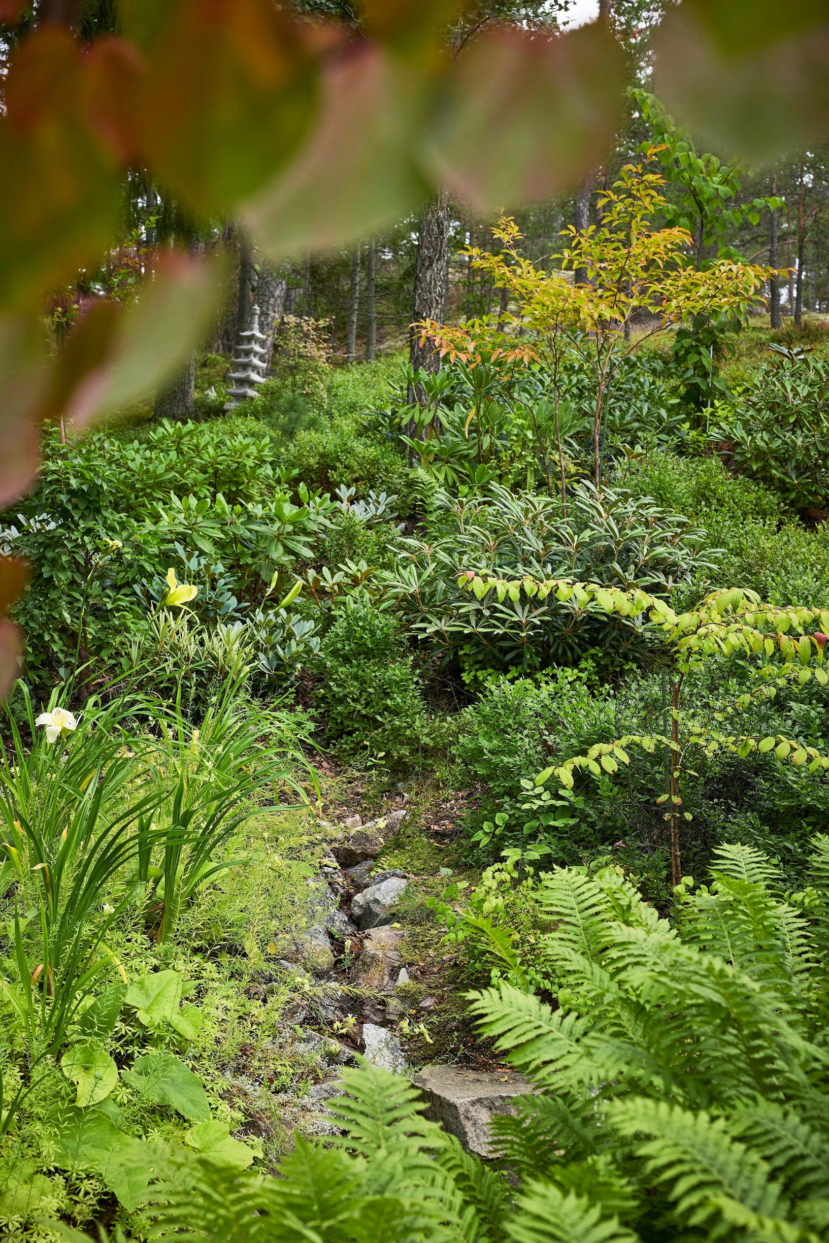 Moosegarden: tontin yläosan metsäpuutarhassa kasvaa muun muassa rodoja ja erikoisia puita: punertava puu on japaninkesäkamelia, oikealla takana kasvaa kyyhkyspuu. Edessä oikealla on laskosheisi Kilimanjaro.