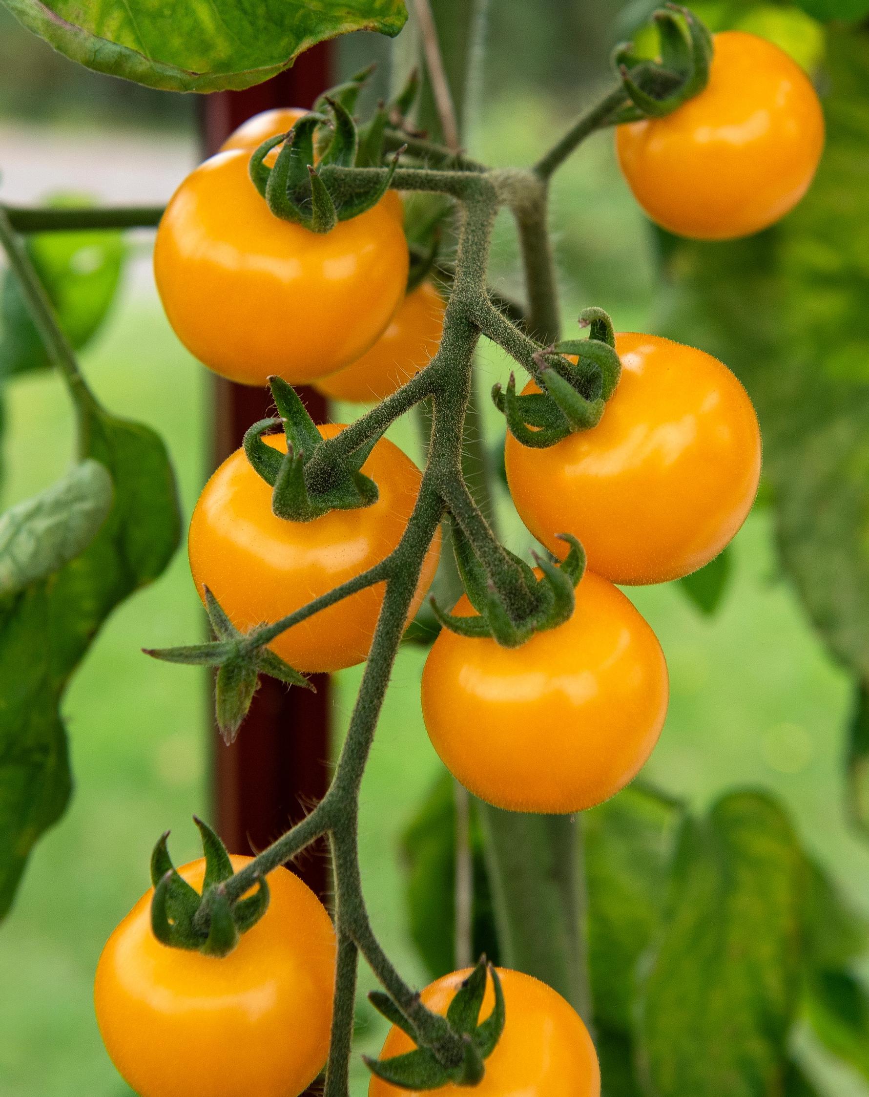 Kirsikkatomaatti ’Cereza Amarilla’