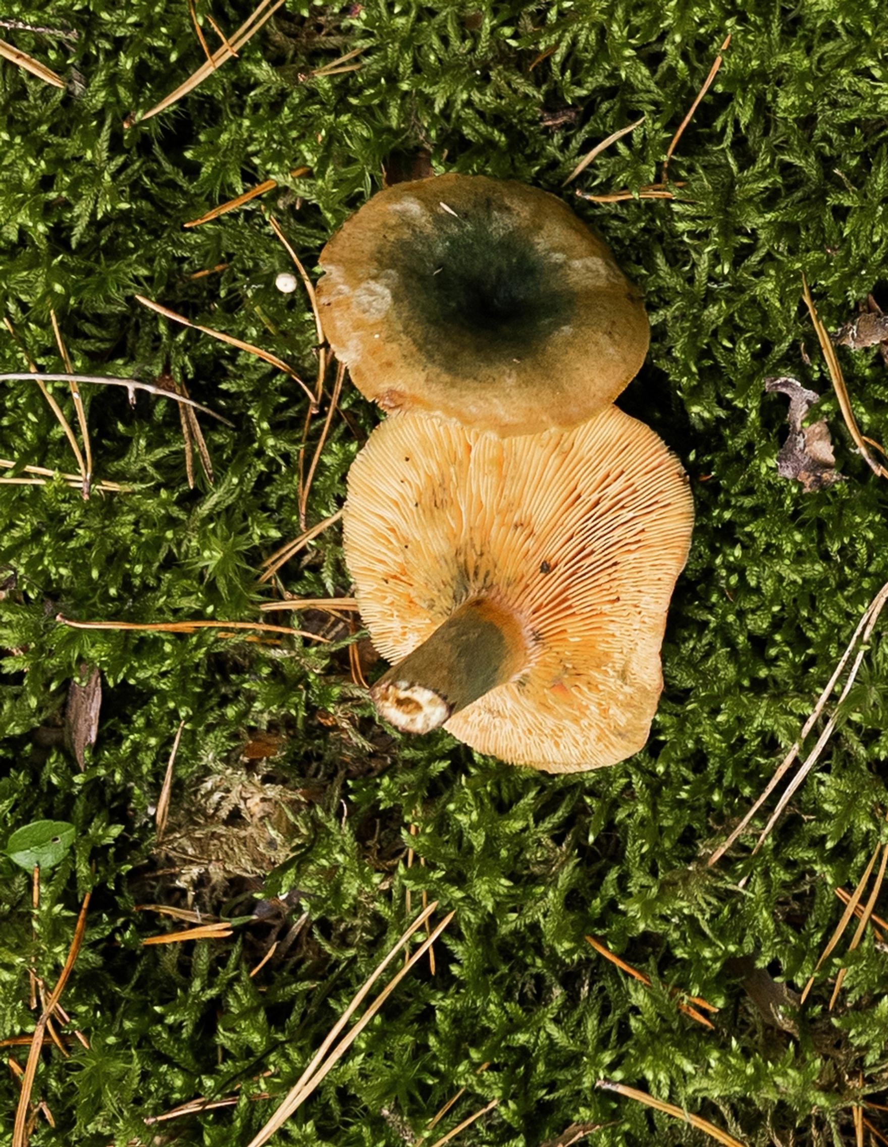 Lepp rouskuvohvelit Ja Vuohenjuustotahna Katso Resepti Maku lepp-rouskuvohvelit-ja-vuohenjuustotahna-katso-resepti-maku