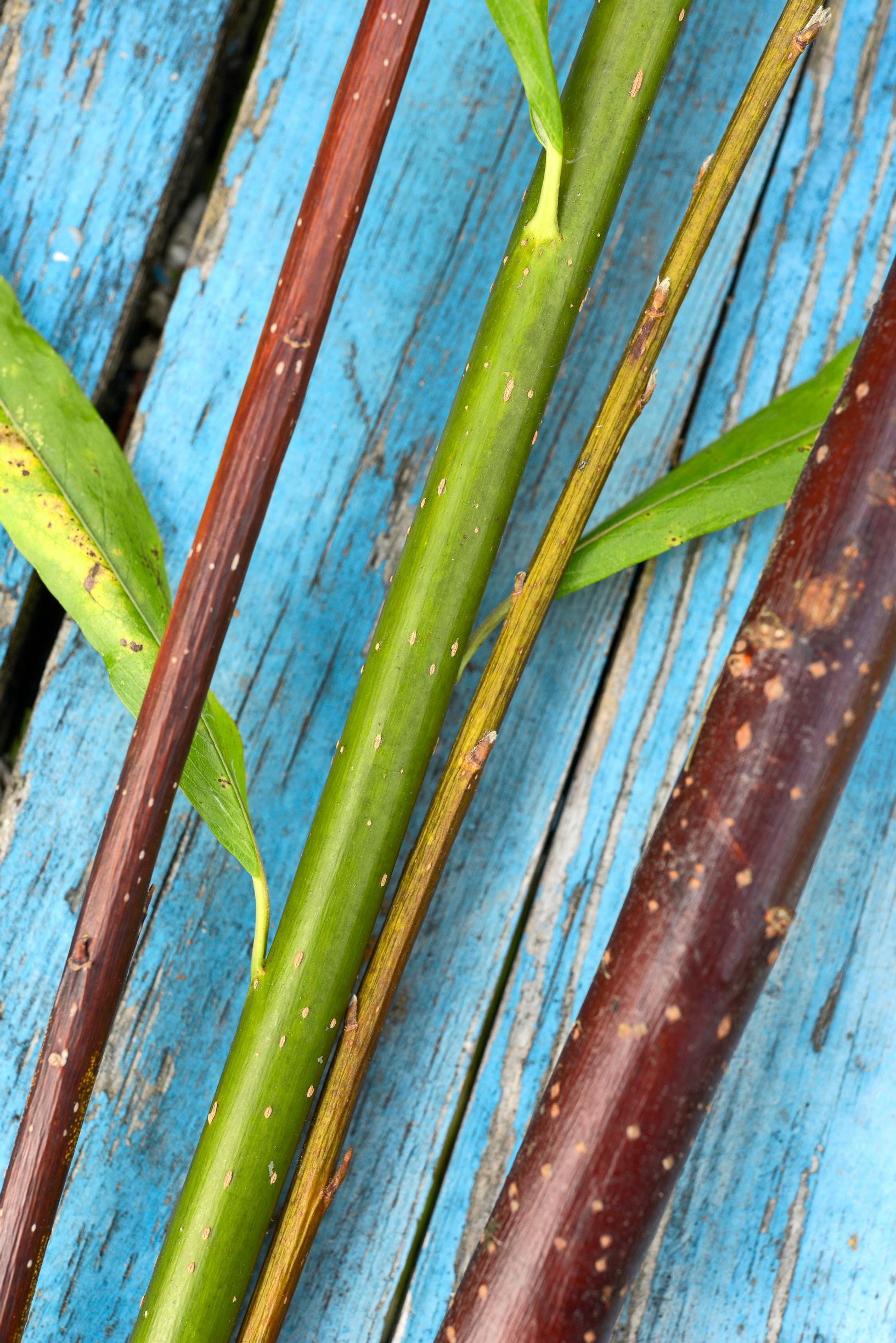 Pajutyöt: kuivattua ja tuoretta siperianpajua.