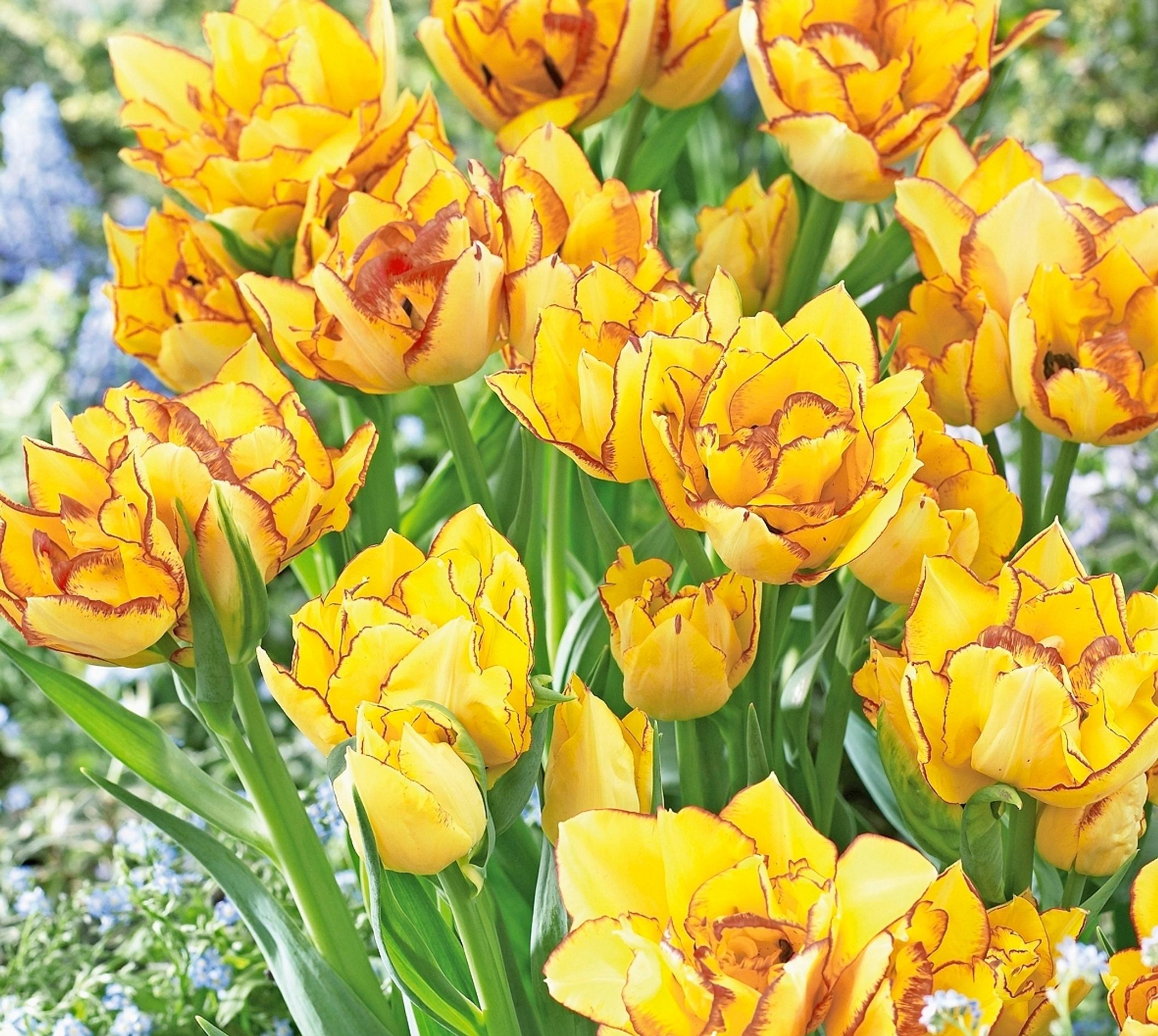 Monikukkaiset tulppaanit: pionitulppaani ’Aquilla’, syn. 'Aquila'