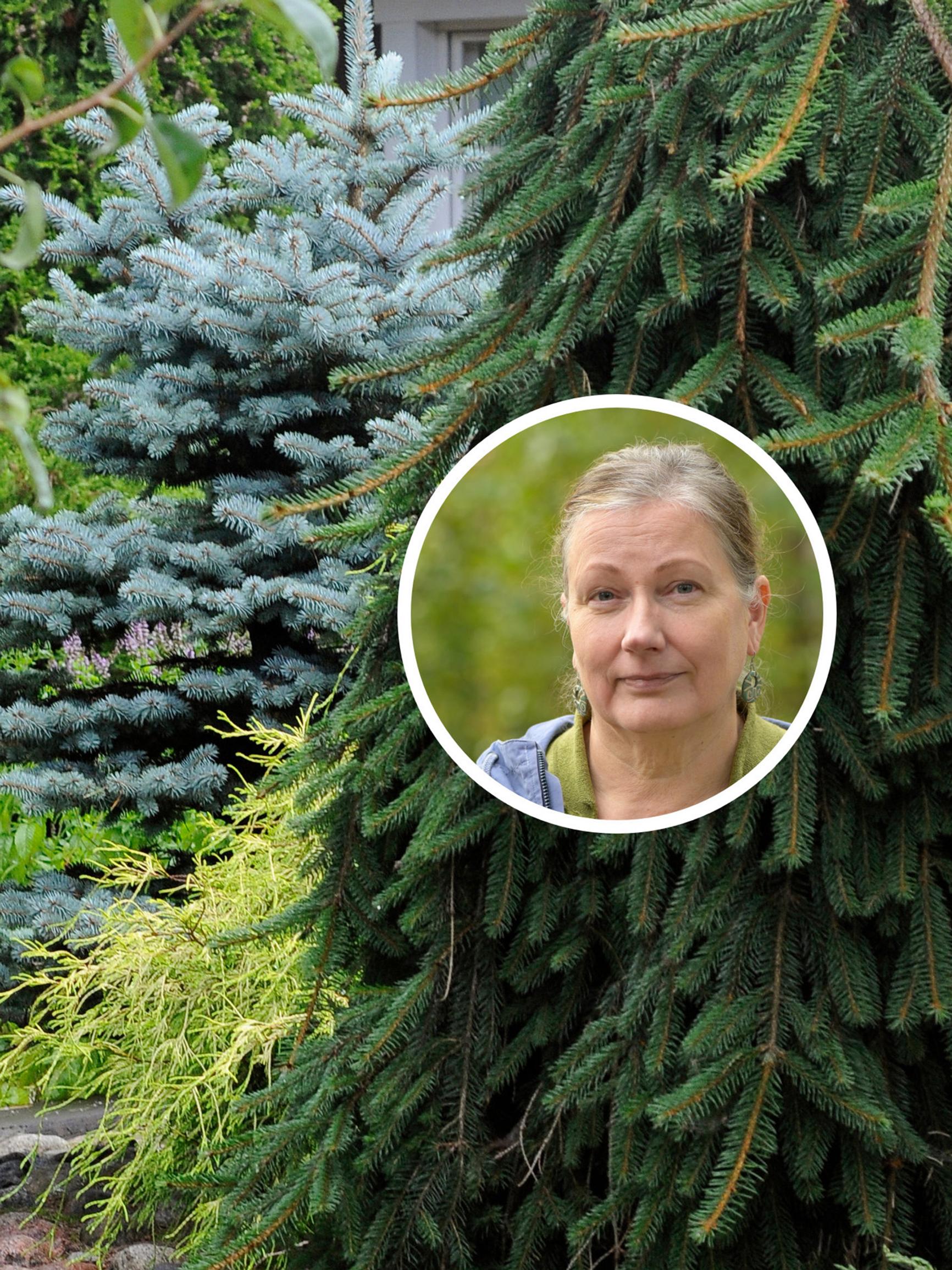 Voiko harvalta näyttävä mänty kaatua, ja saako kuusen alle tehtyä kukkapenkin? 7 kysymystä ja vastausta havukasveista