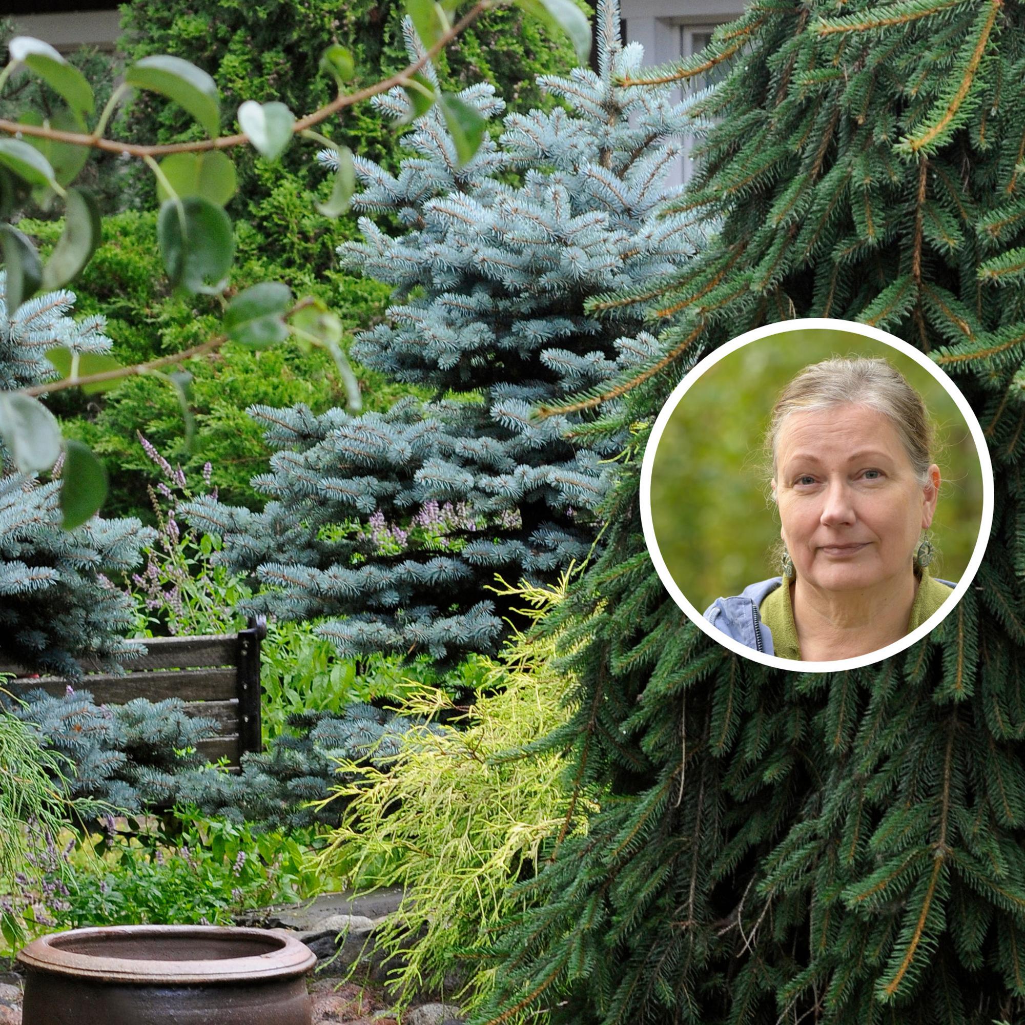 Voiko harvalta näyttävä mänty kaatua, ja saako kuusen alle tehtyä kukkapenkin? 7 kysymystä ja vastausta havukasveista