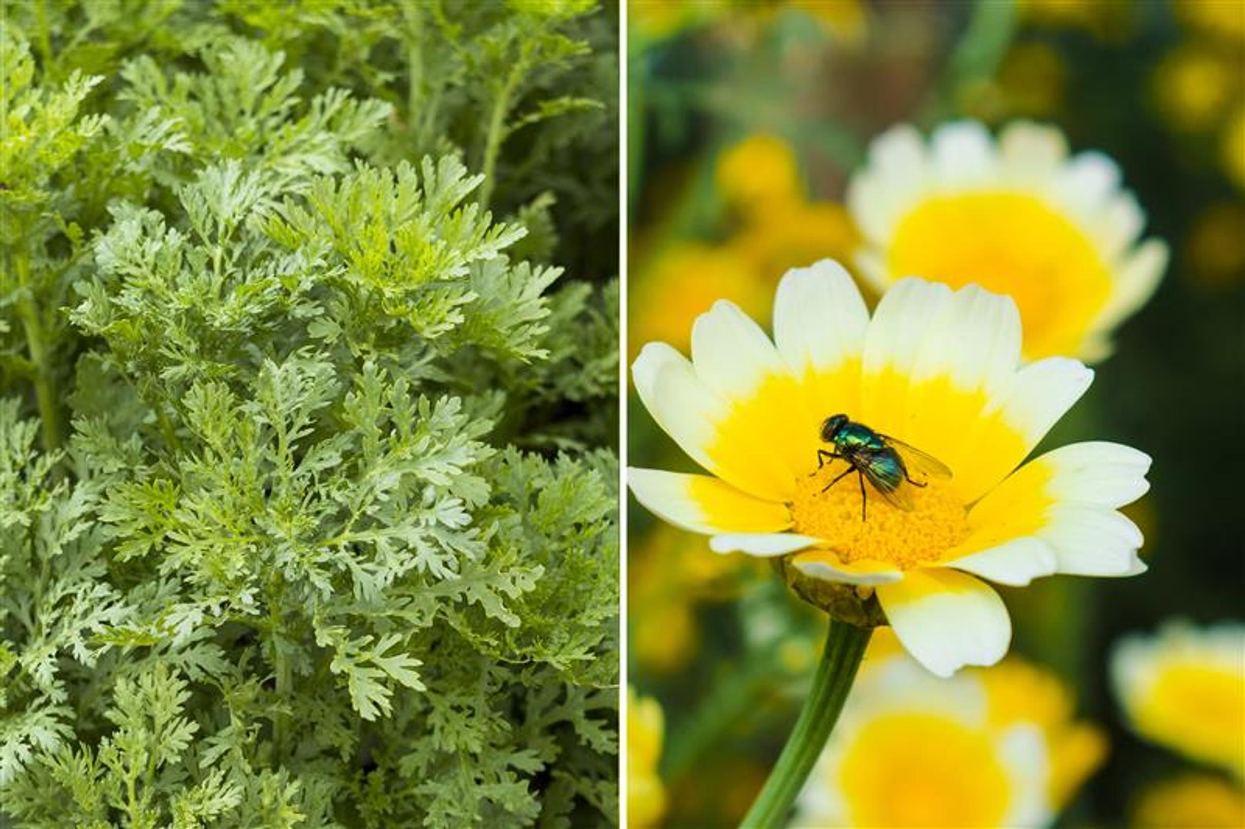 Kruunusuvikakkara on samanlainen herkku kuin rukola – mutta nätimpi! Helppo kasvi antaa satoa pitkälle syksyyn